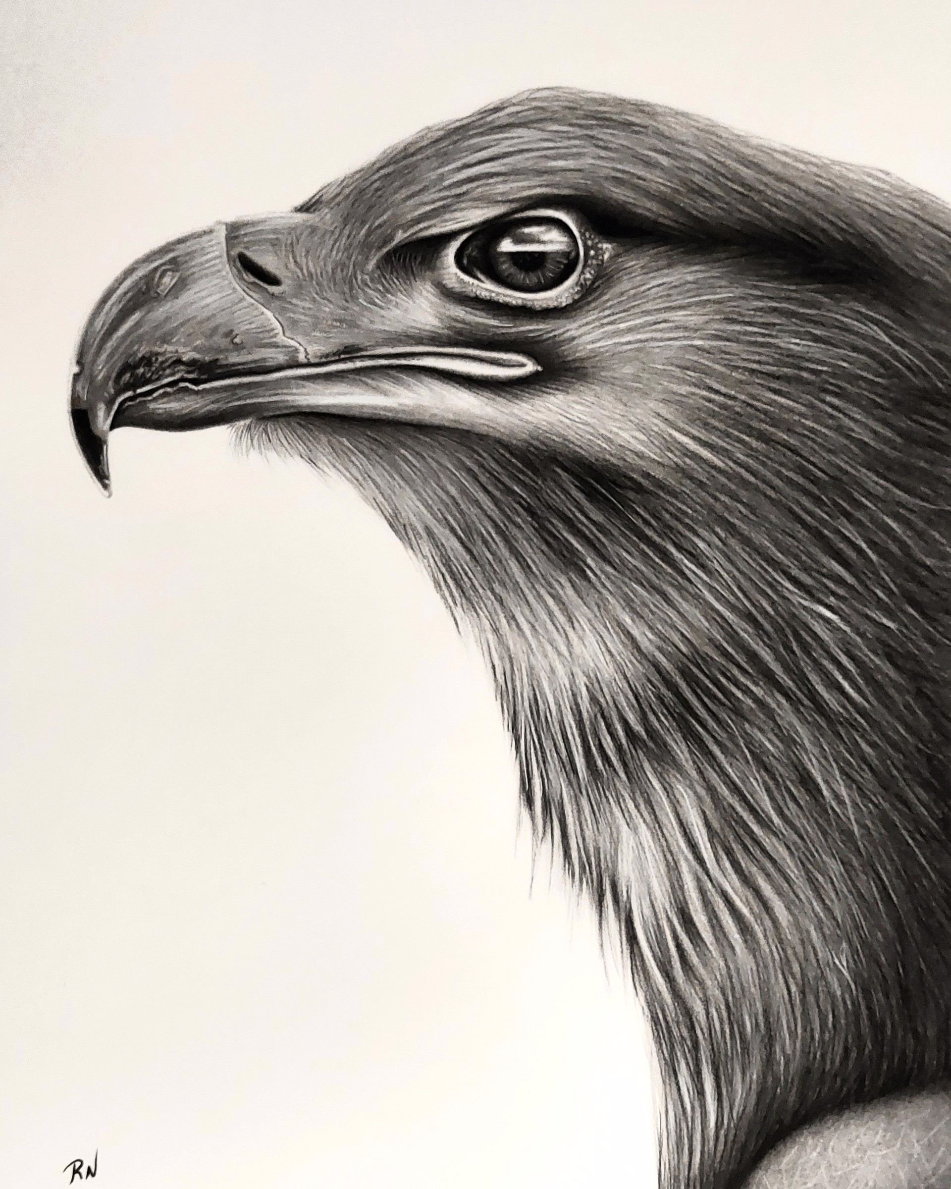 Eagle by Ricardo Nassif