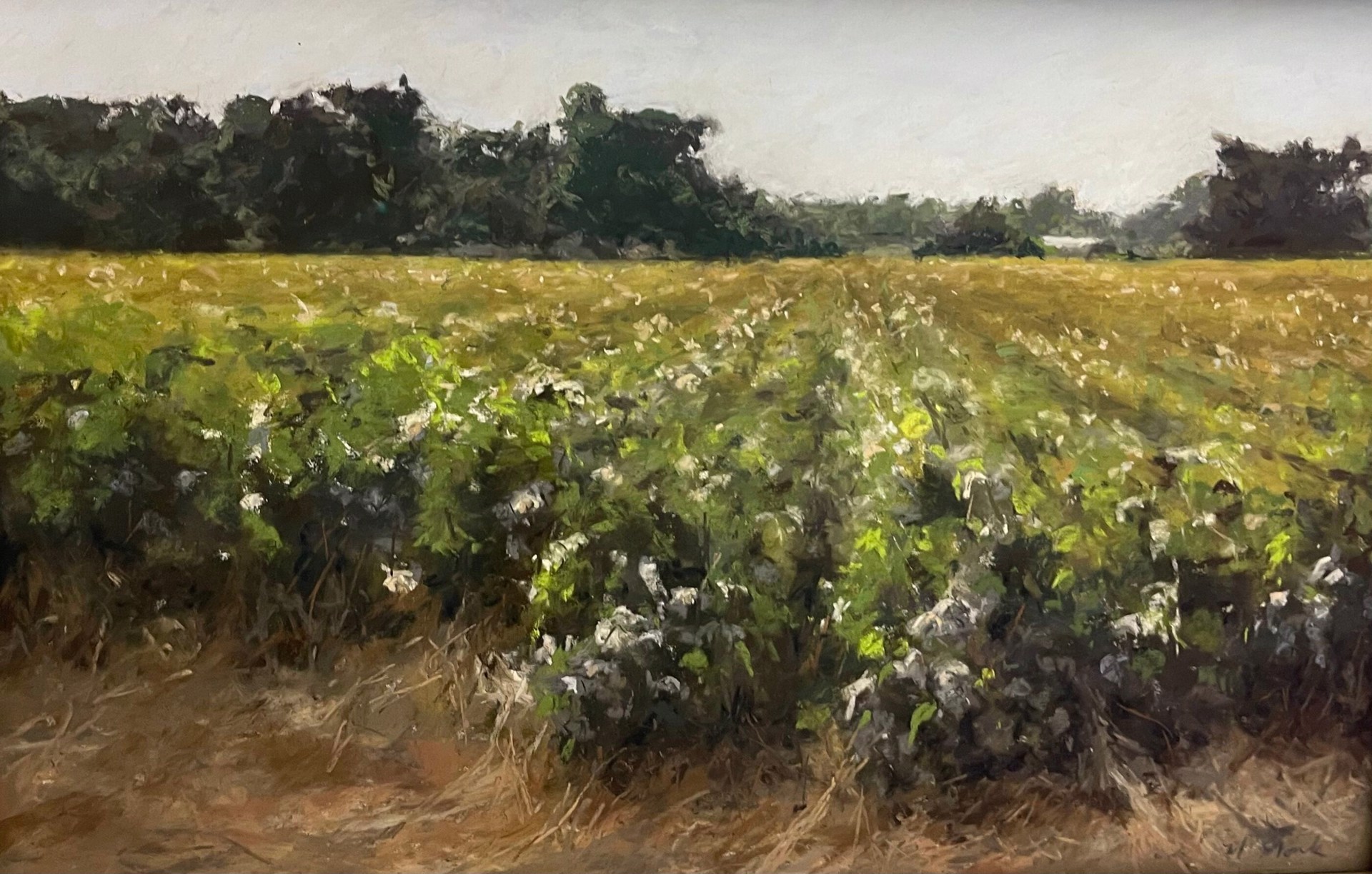 Cotton Fields by Mary Monk