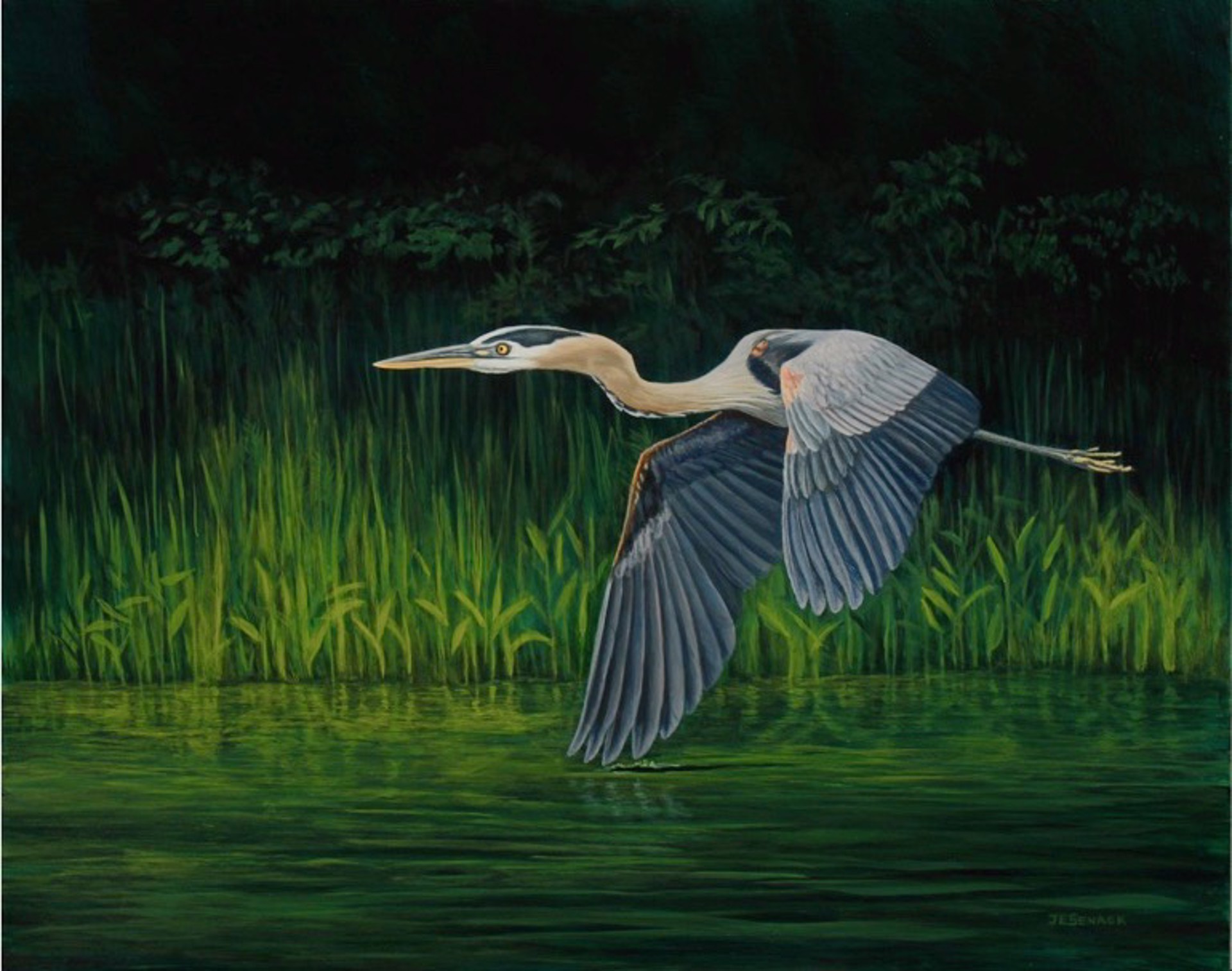 On the Wing (Great Blue Heron) by J.Elaine Senack