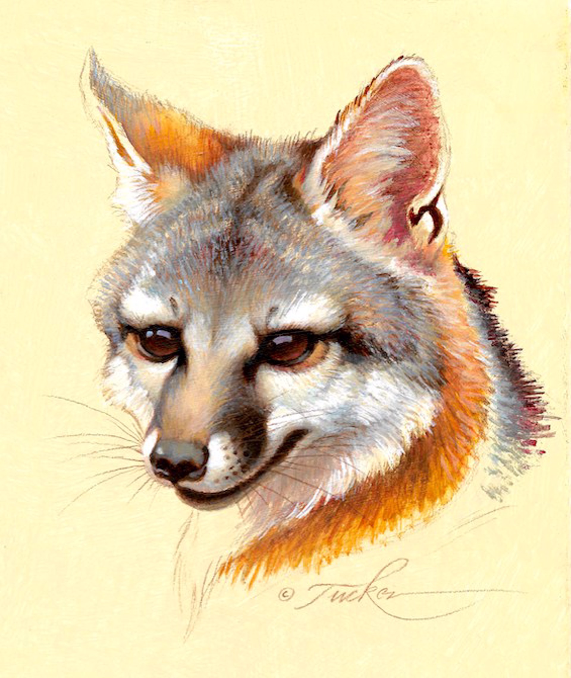 Grey Fox Portrait by Ezra Tucker