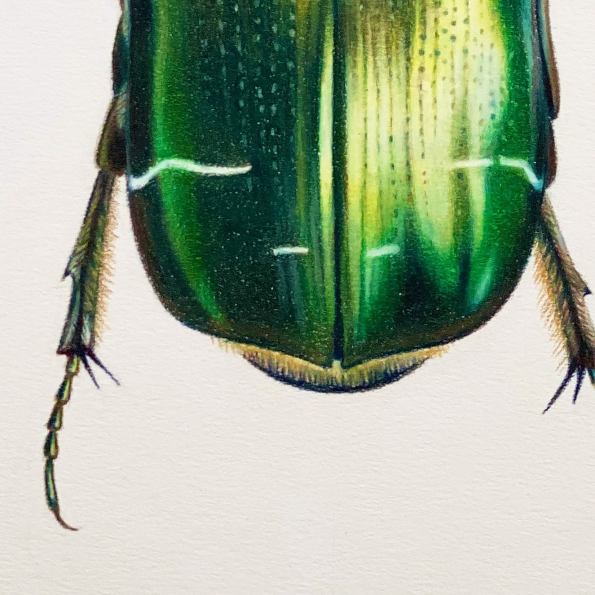 Coleoptera Chroma #26 by Hannah Hanlon