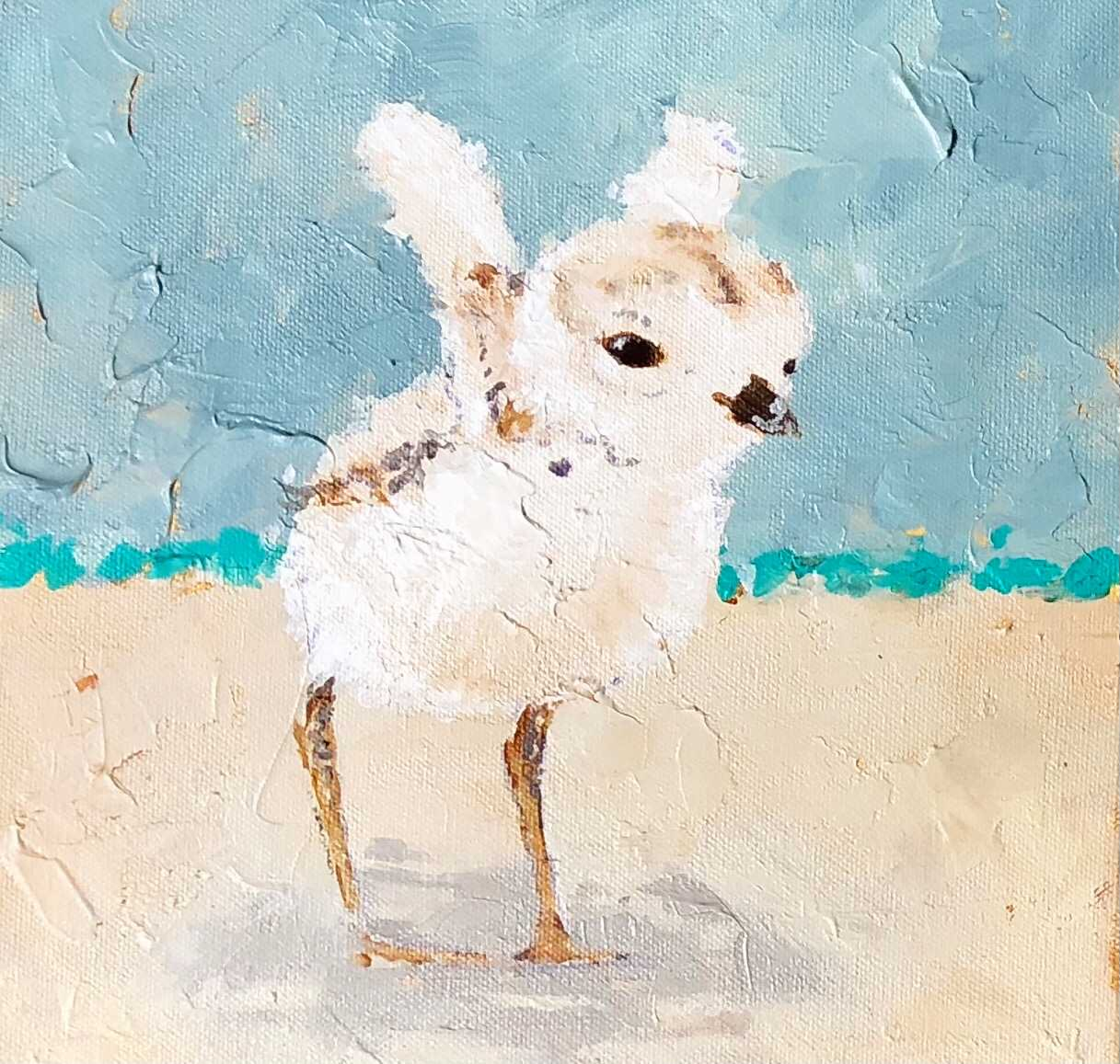 Piping Plover on Teal; 3 of 3 by Laura Palermo - Giclee Prints