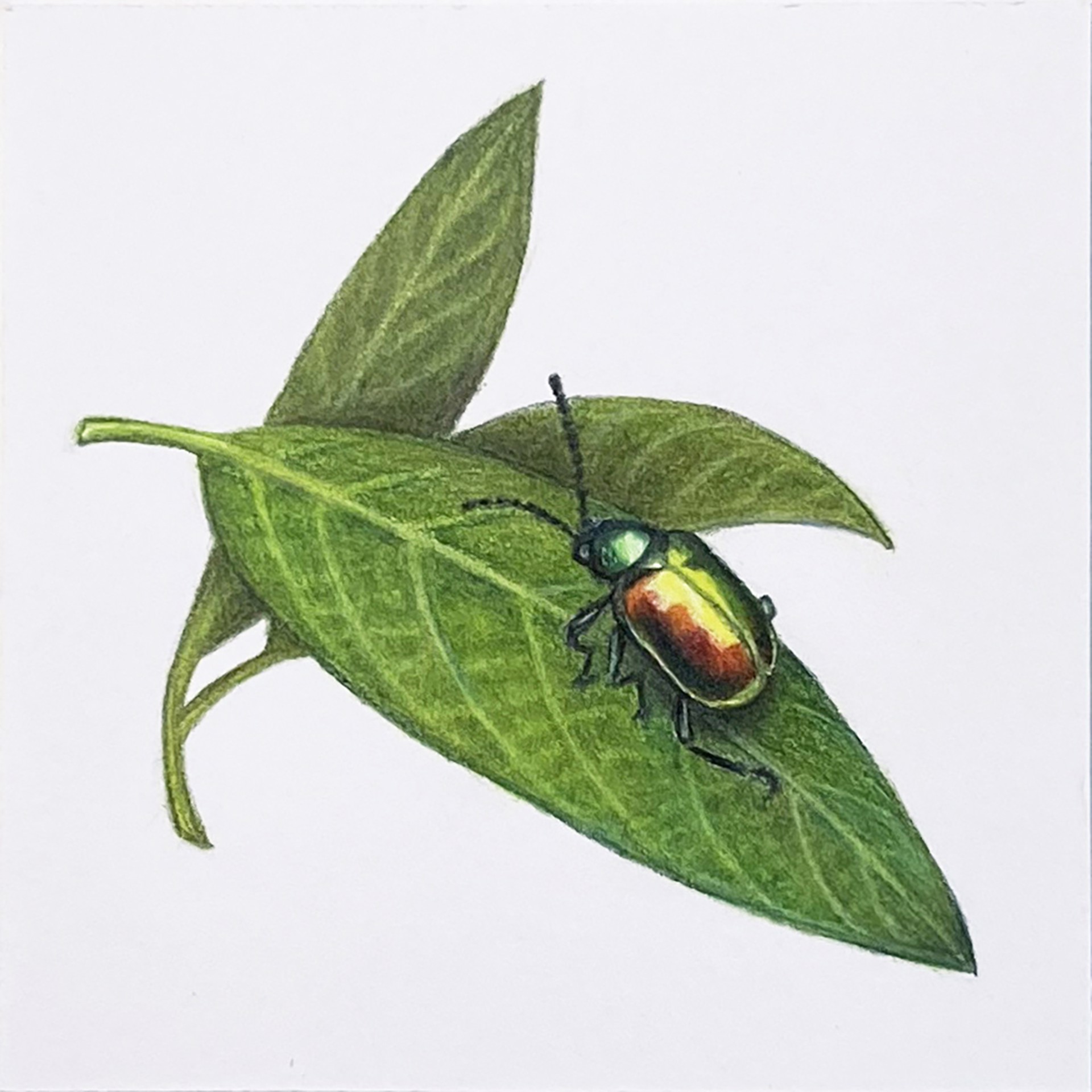 Dogbane Beetle by Hannah Hanlon
