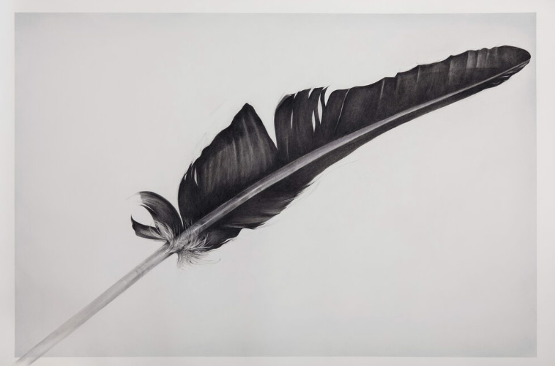 California Cóndor (‘Finger’) Feather - SOLD by Susan Manchester