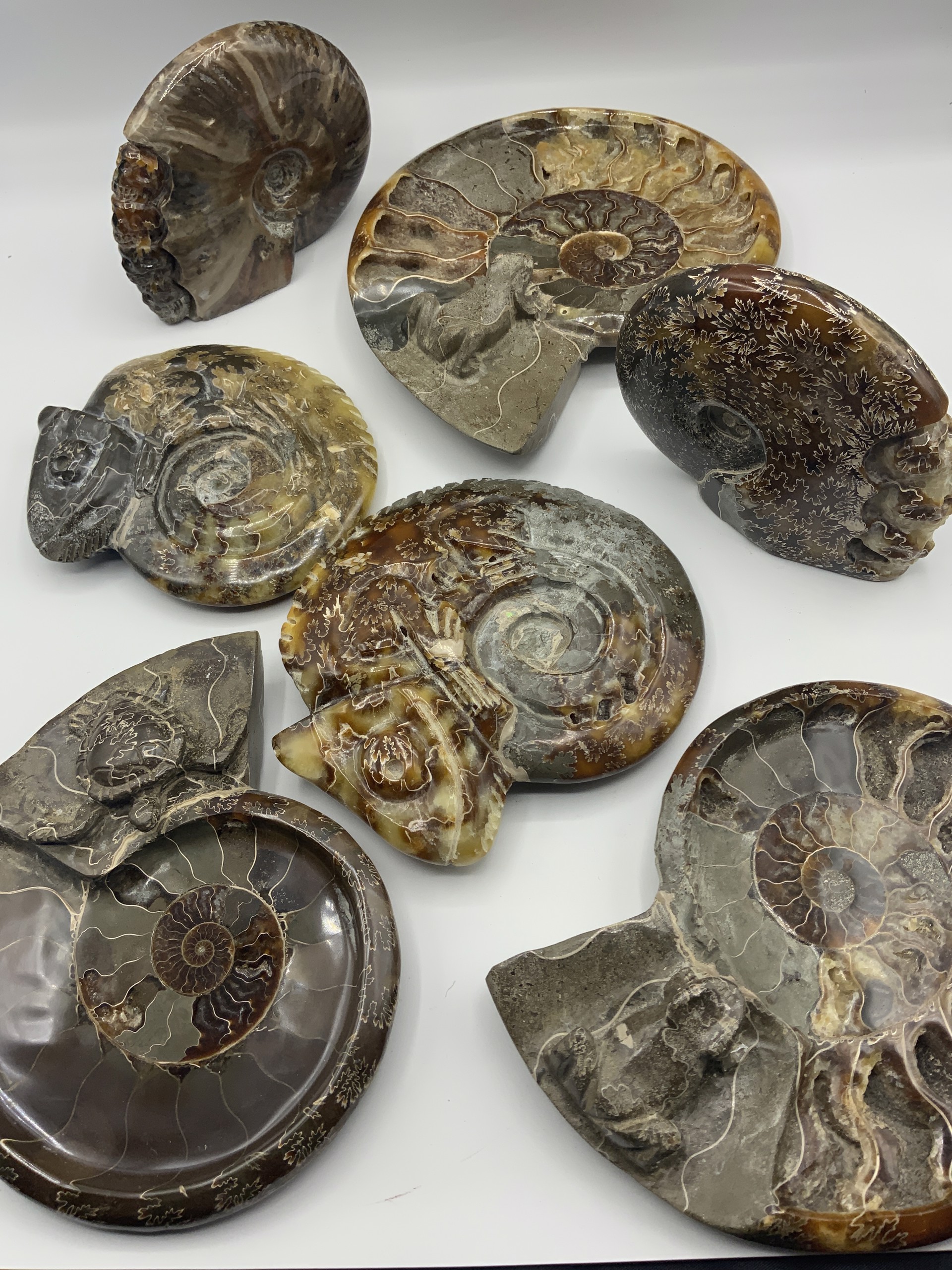 Fossilized Coral Carved assorted by Richard Kessler