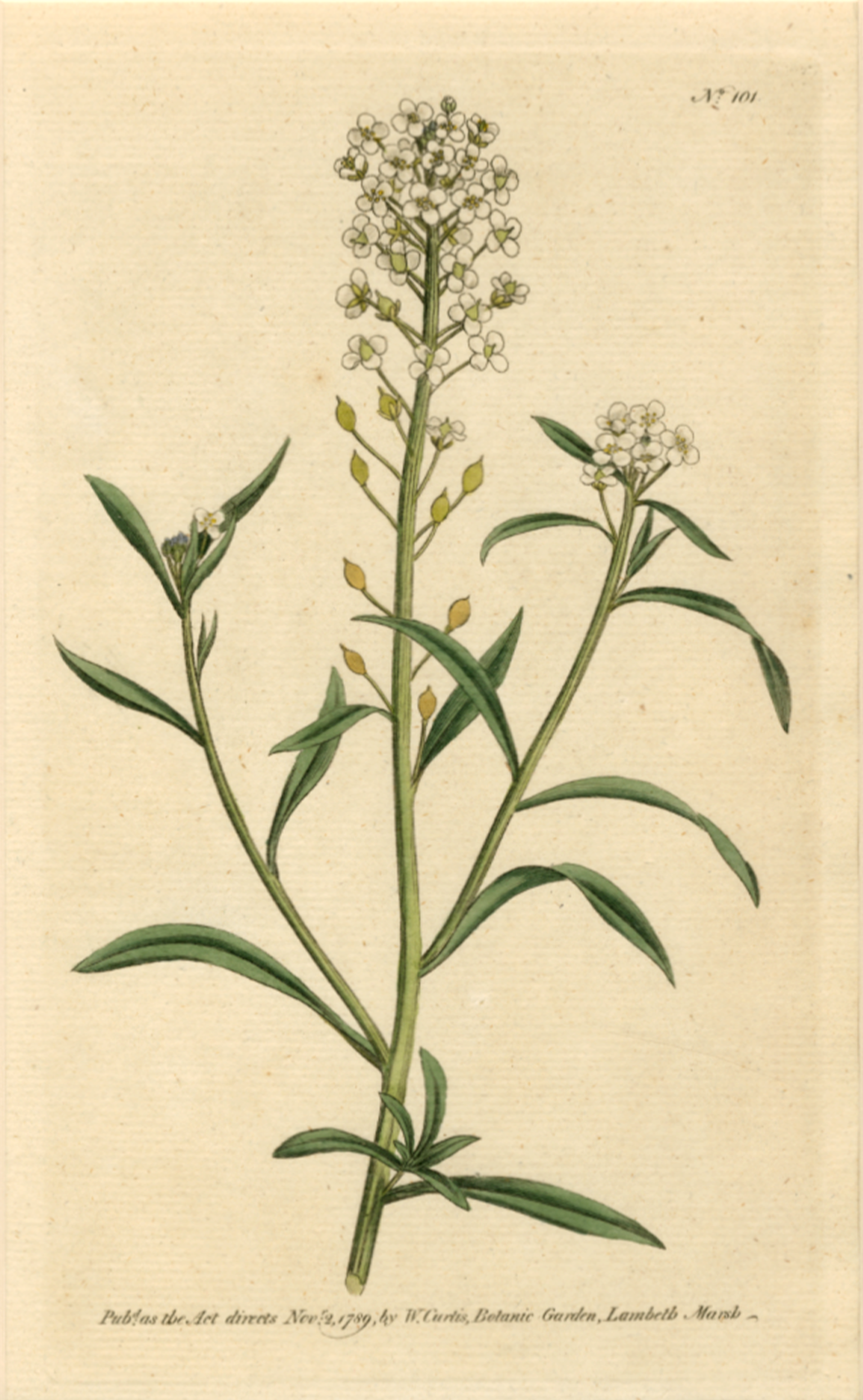 Alyssum Halimifolium, Plate 101