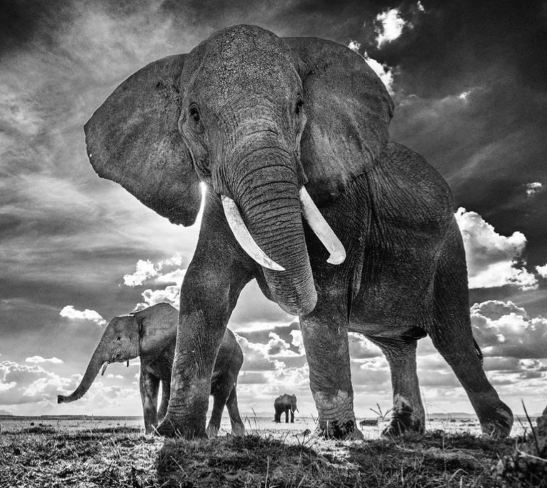 The Untouchables || by David Yarrow