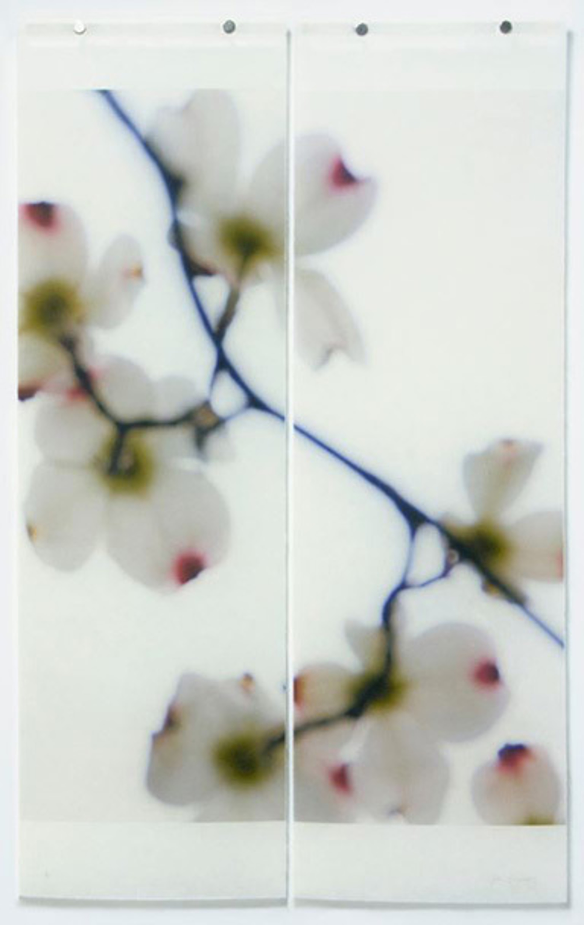 Dogwood (White/Red Tips), No. 2 Diptych by Jeri Eisenberg