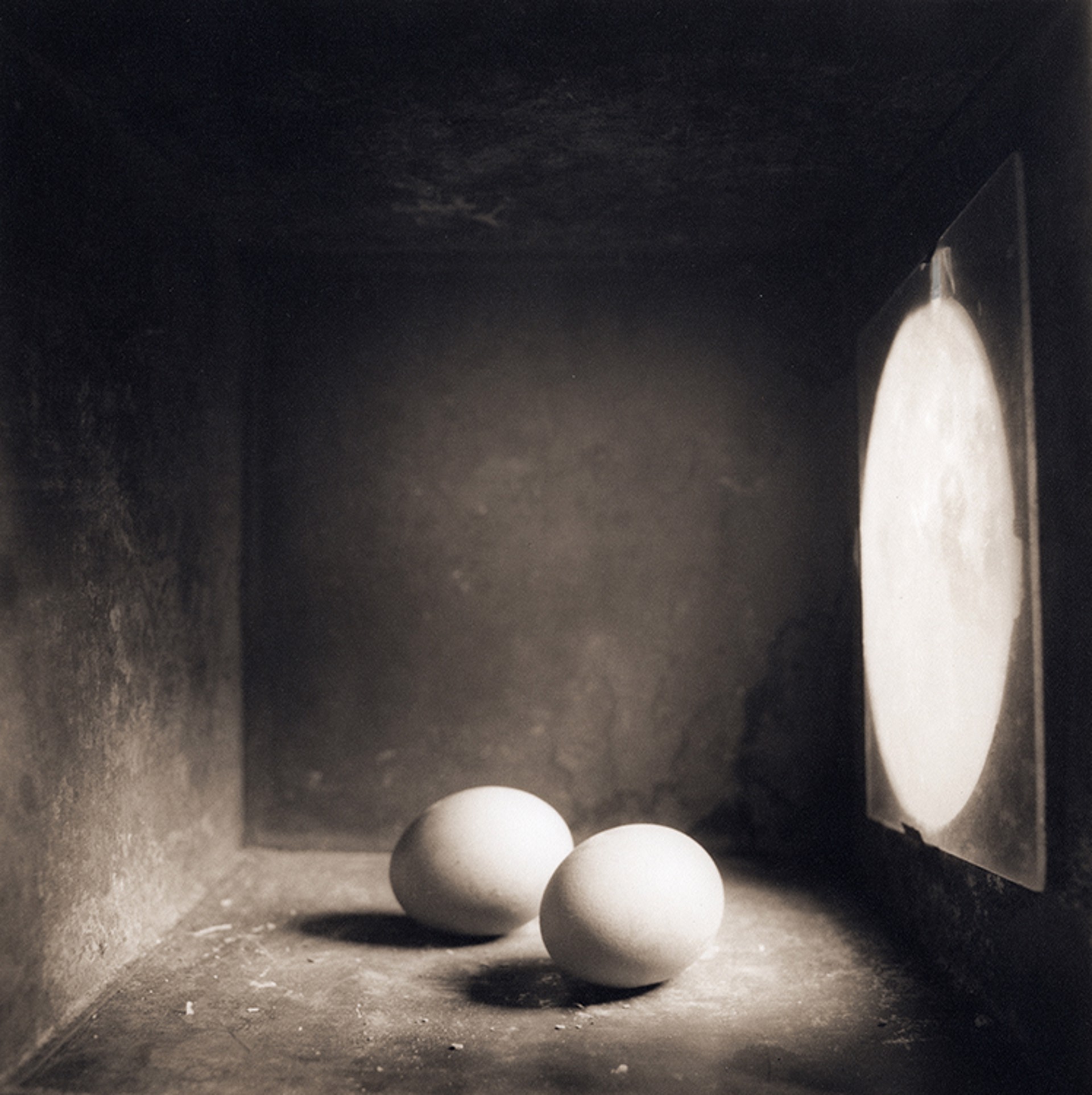 Eggs by David Halliday
