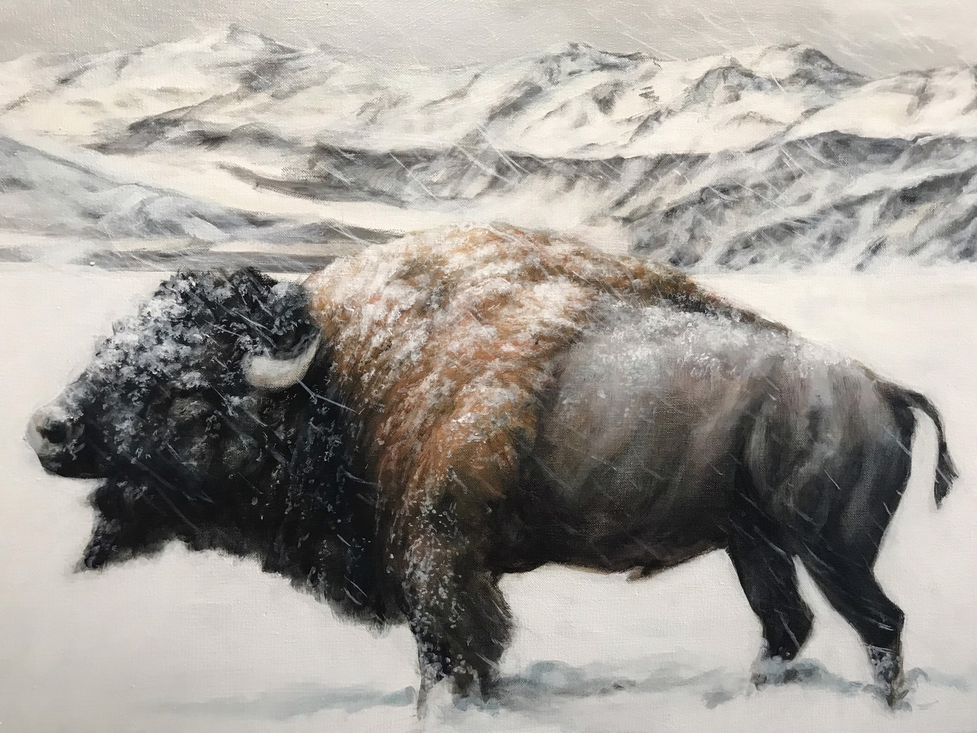 Bison Spring by Michael Brangoccio