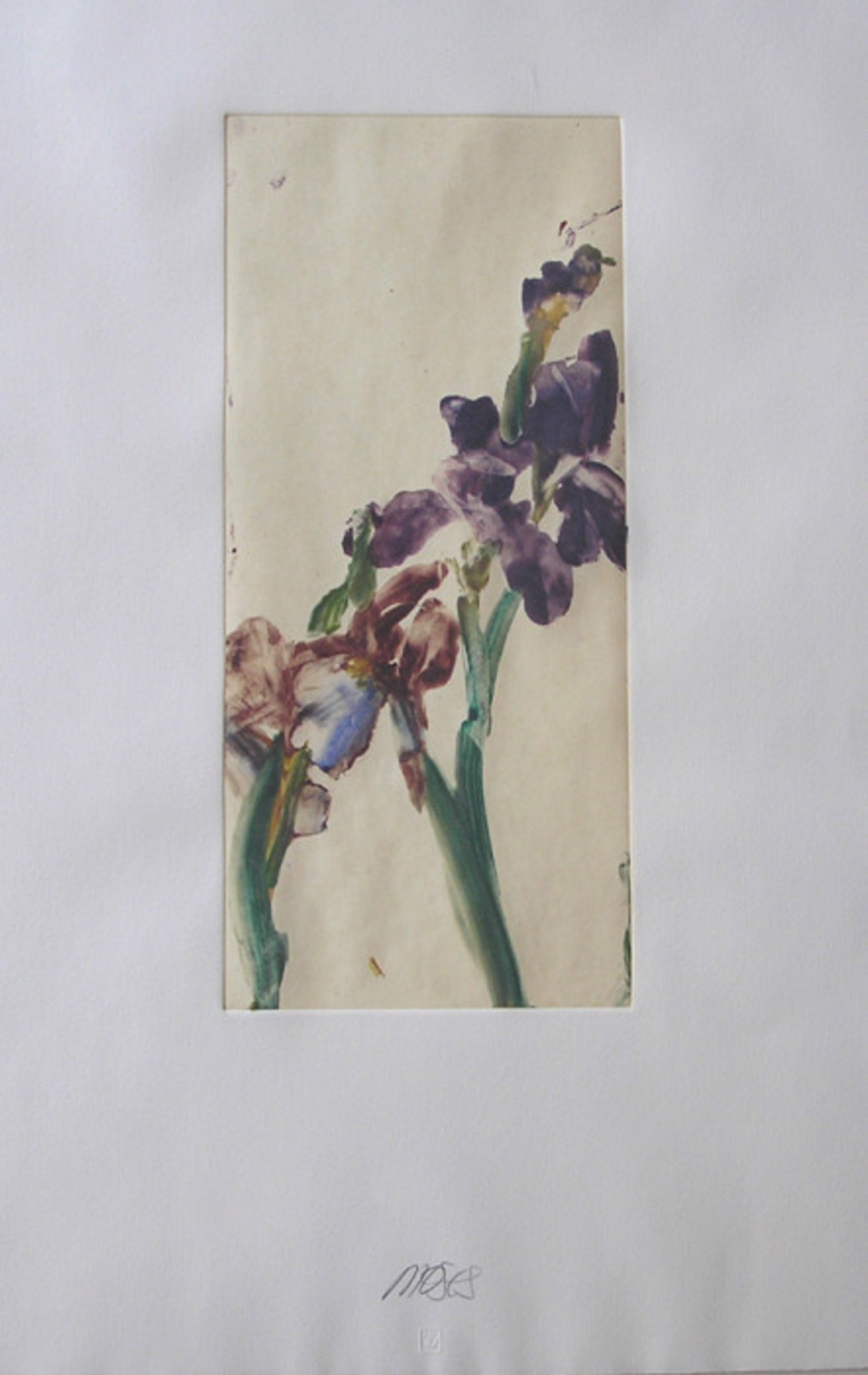 Irises by Forrest Moses