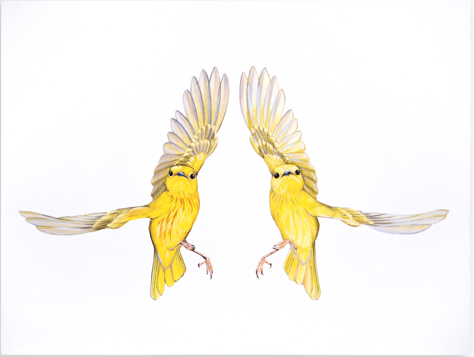 Yellow Warblers by Jane Kim