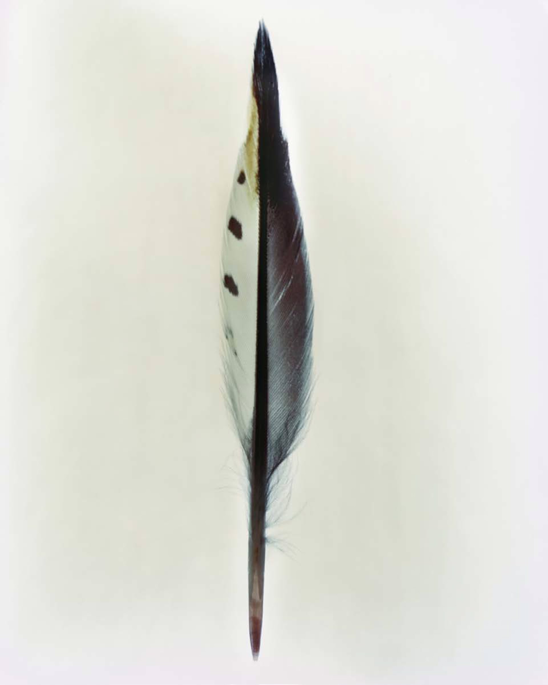 Feather Study #9 by Taylor Curry