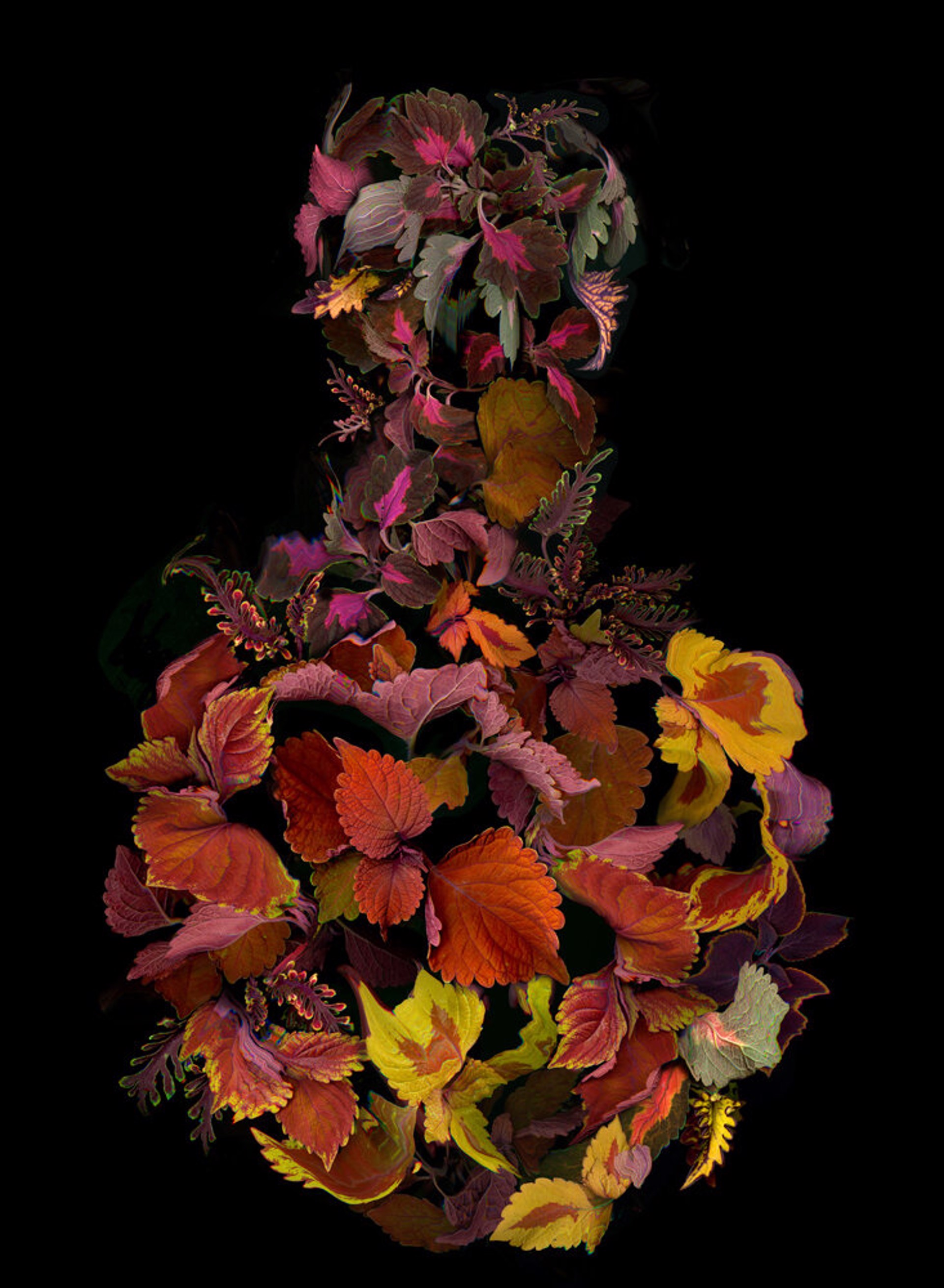 Coleus Vase by Kate Blacklock