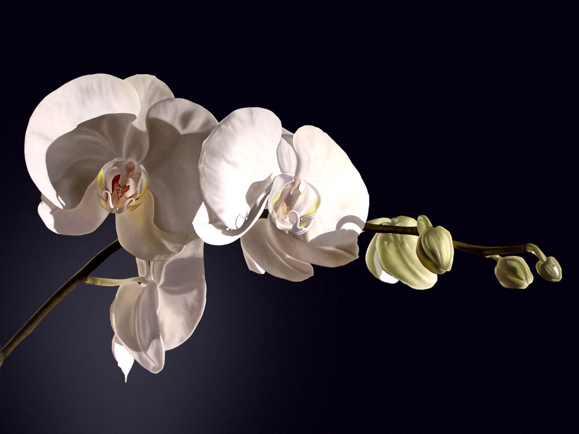 WHITE ORCHID by Adriana Molea