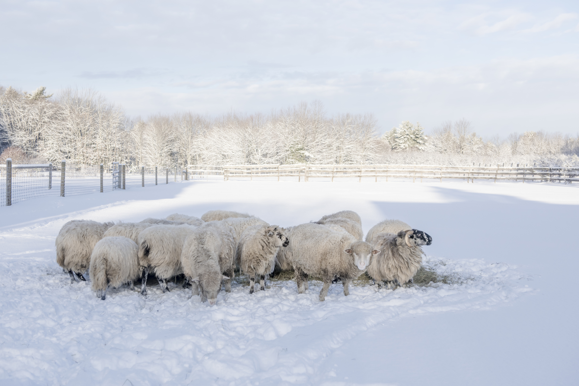 Winter Sheep by Nina Fuller
