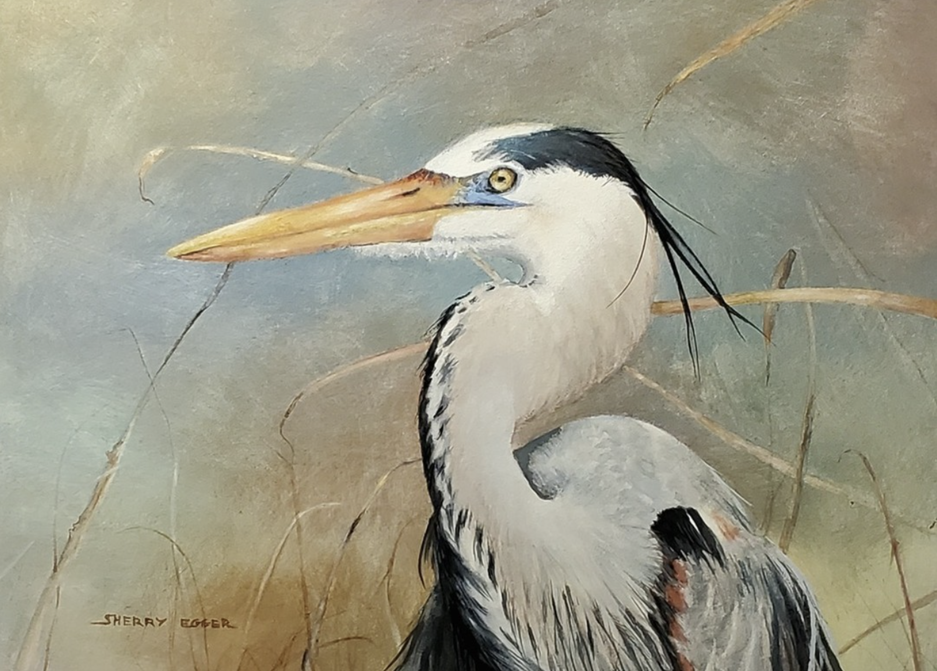 great blue Heron by Sherry Egger