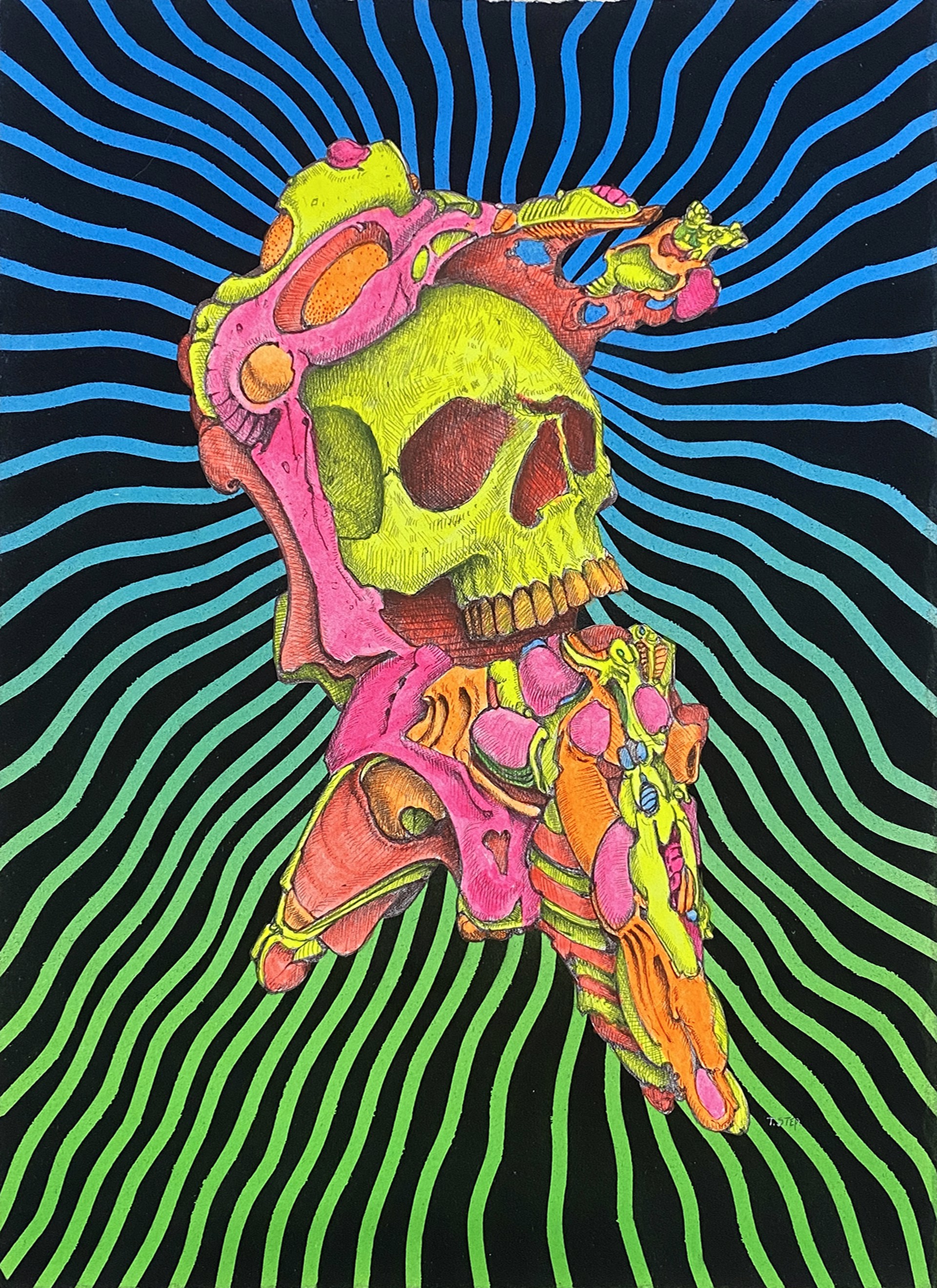 Skull Study #4 by Tom Stephenson