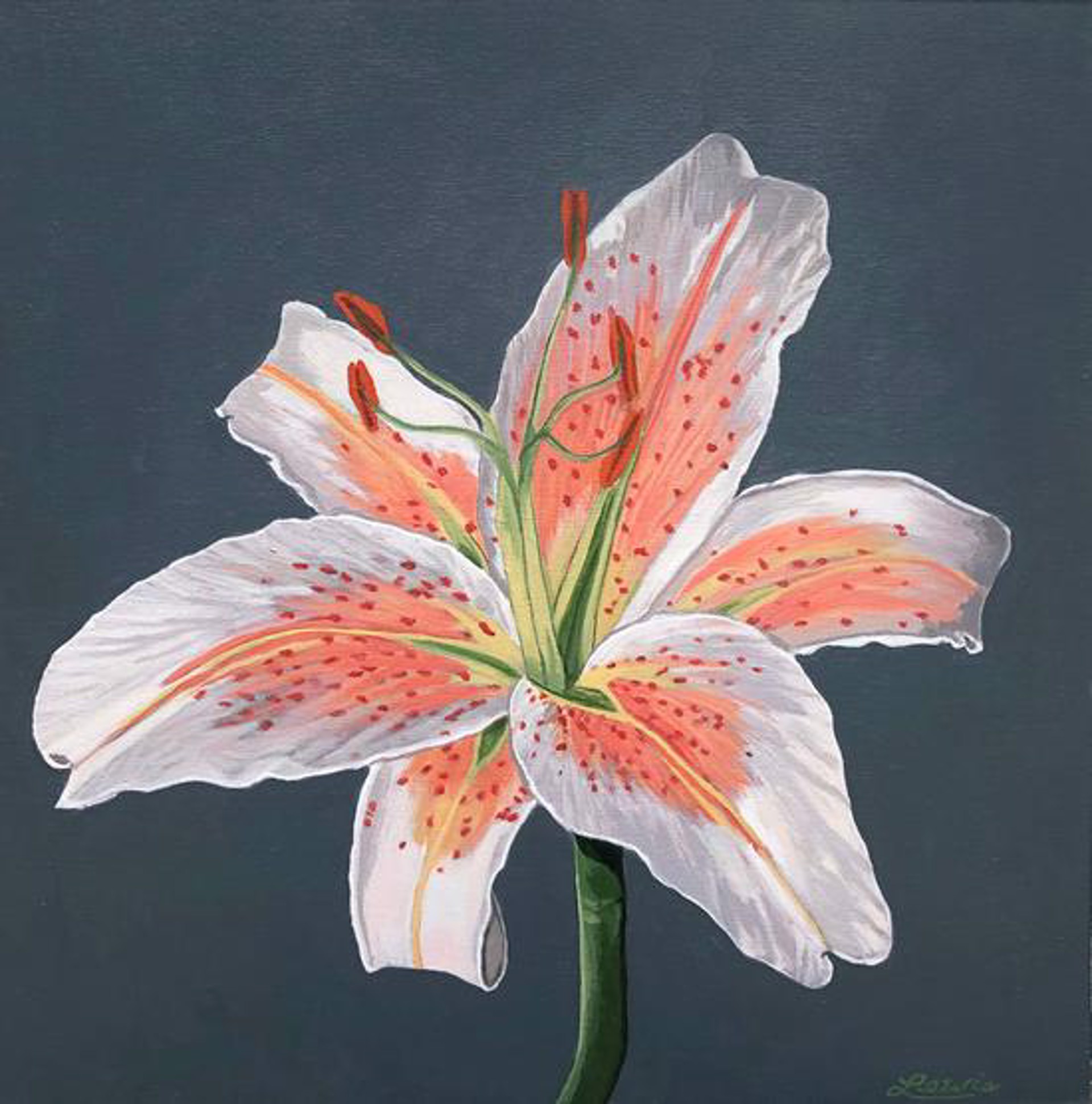 Lily by Gordon Lewis