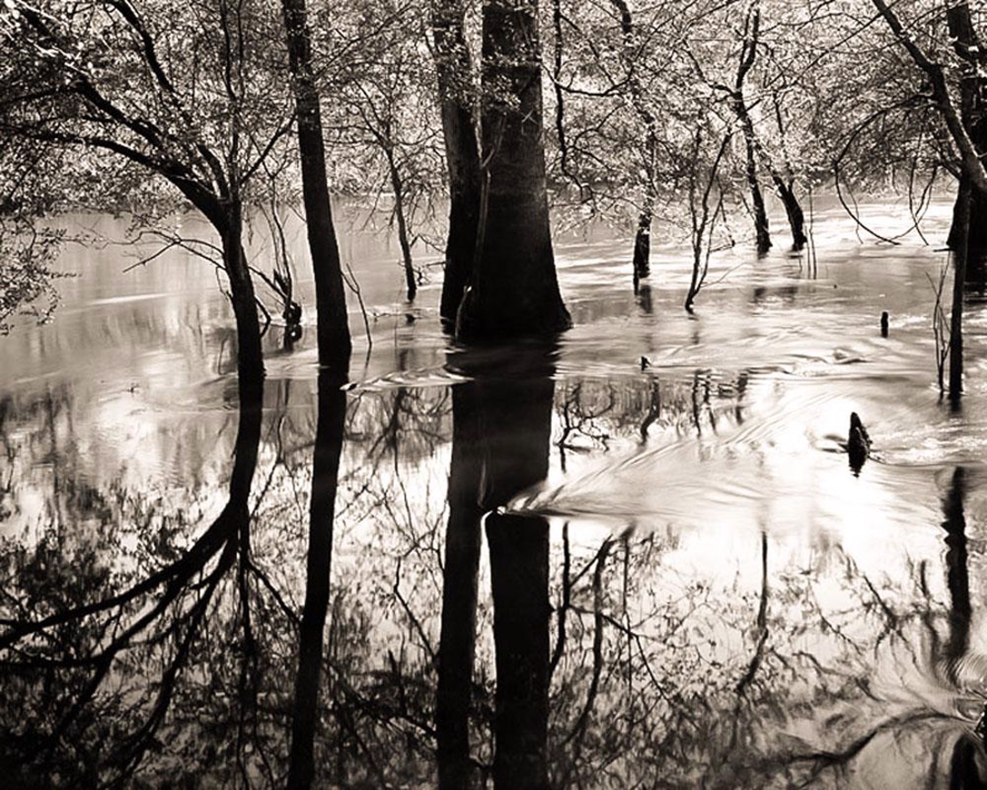 (#115) Edisto River Run Flood 11/21 by Frank Hunter