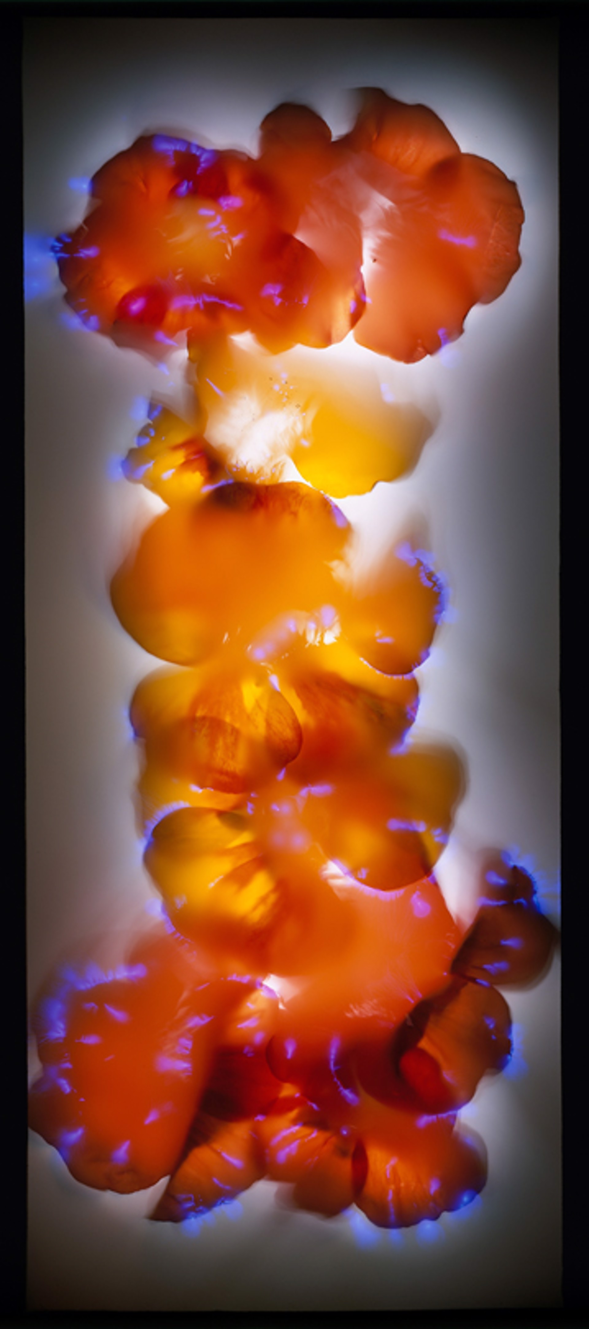 Nasturtium Blossoms by Robert Buelteman