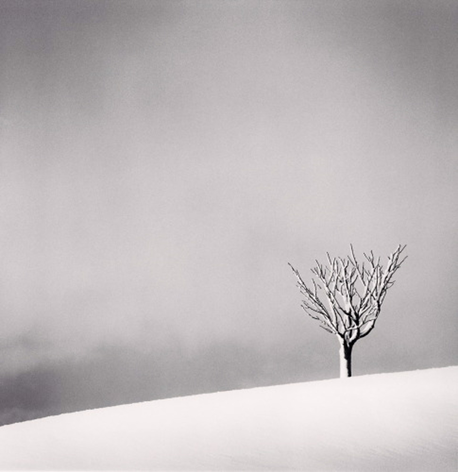 Snowfall, Numakawa, Hokkaido, Japan (edition of 45) by Michael Kenna