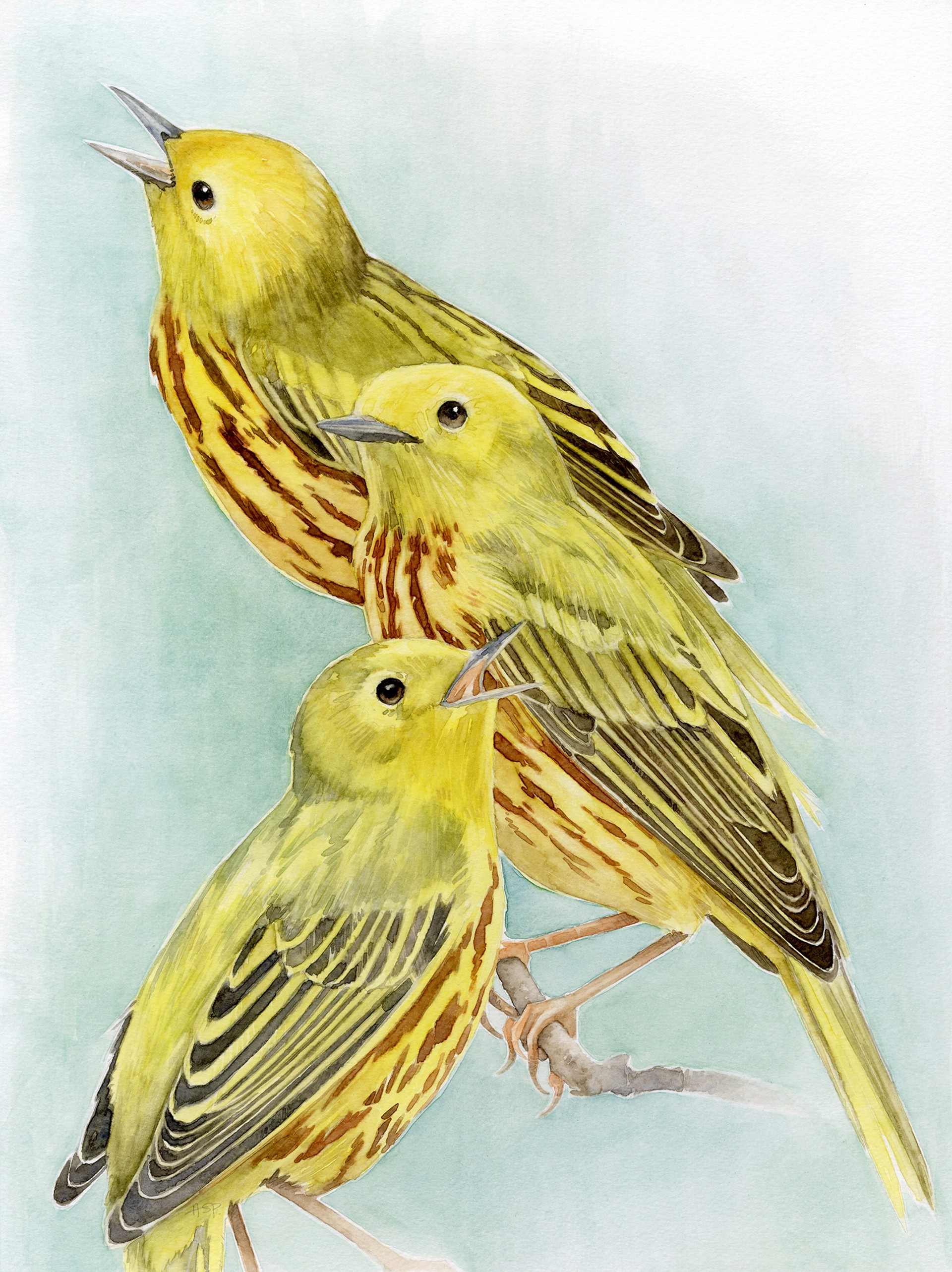 Crane Creek Chorus (Yellow Warblers) by Amy Shawley