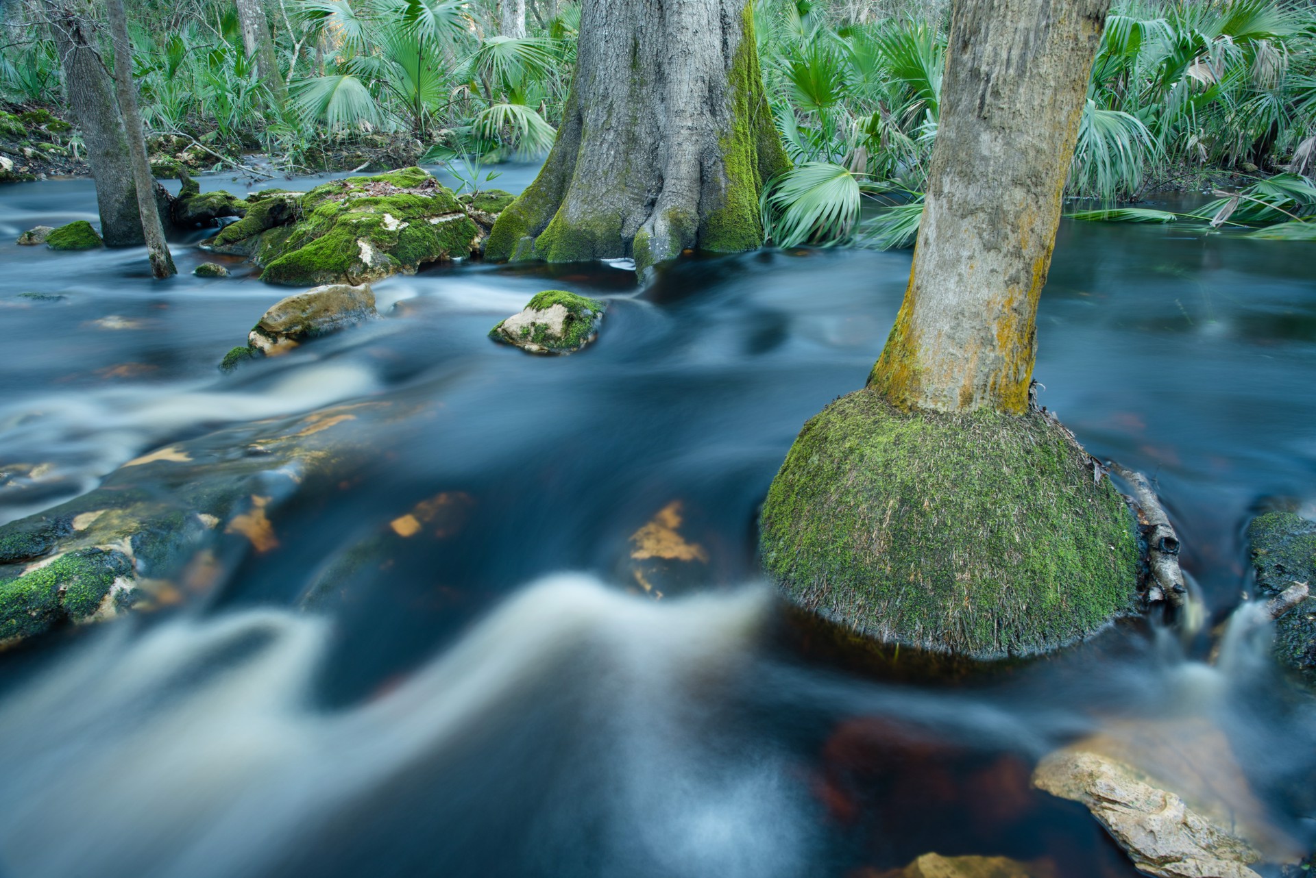 Aucilla River Rapids by Carlton Ward Photography
