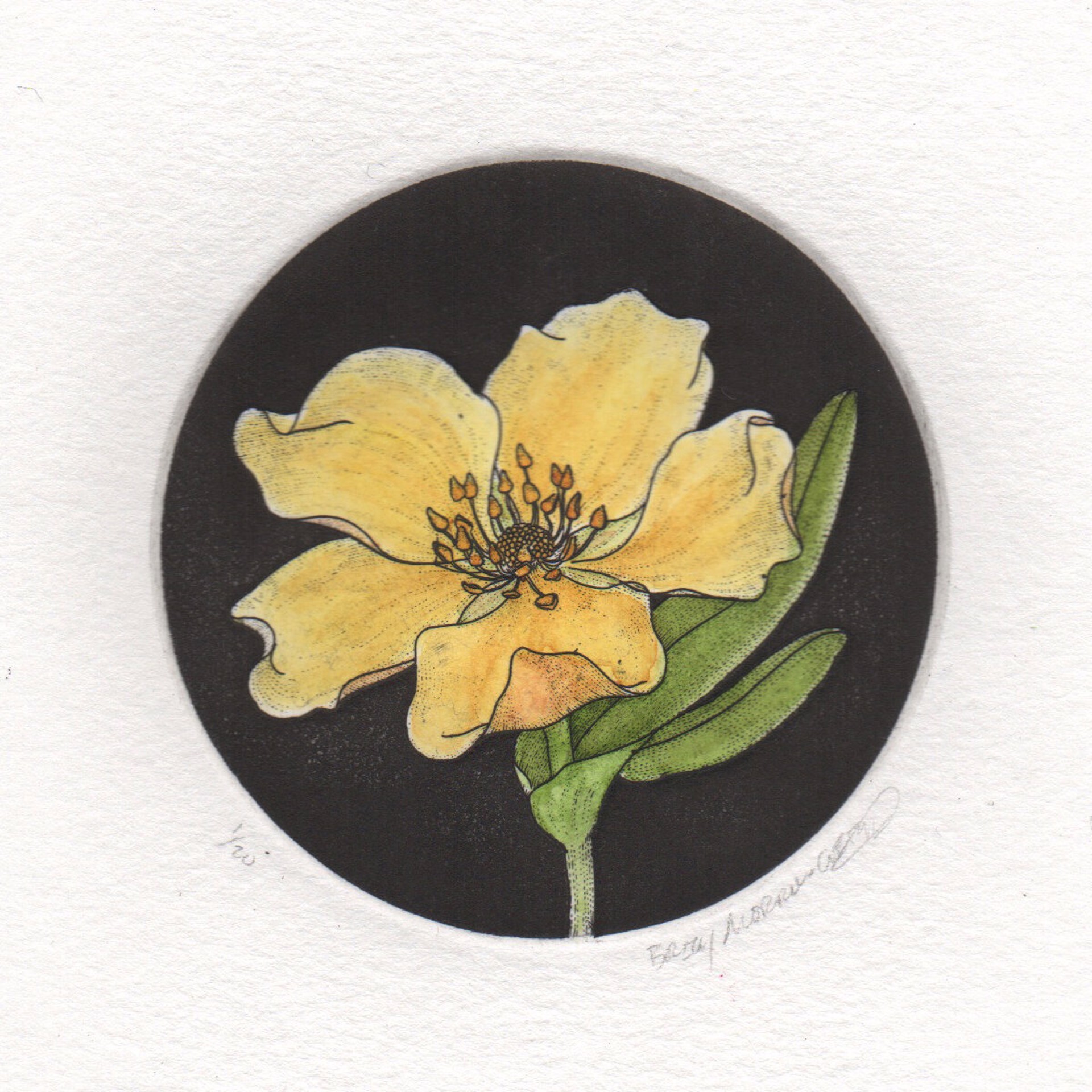 Globe Flower by Briony Morrow-Cribbs