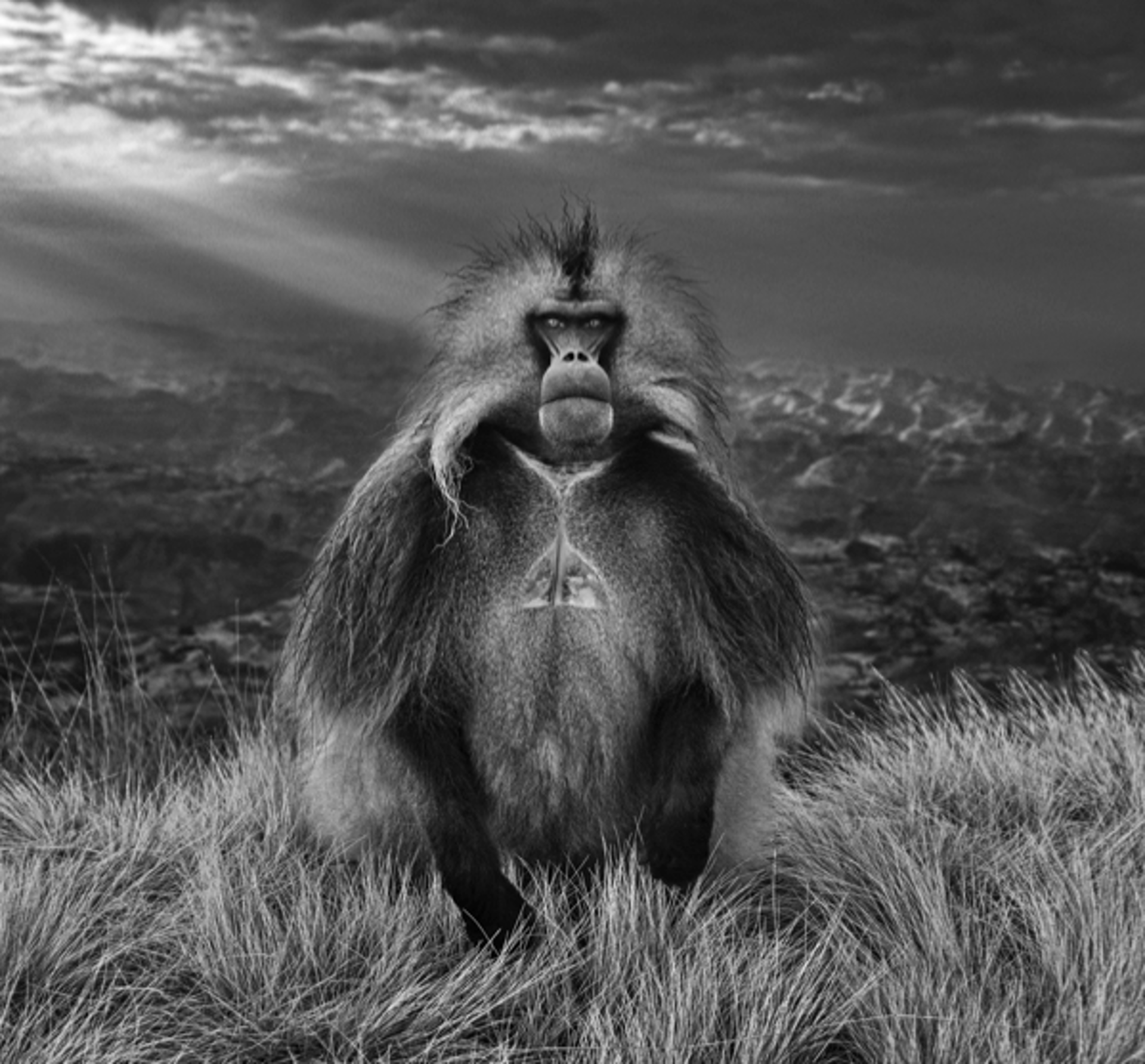 Members Only by David Yarrow