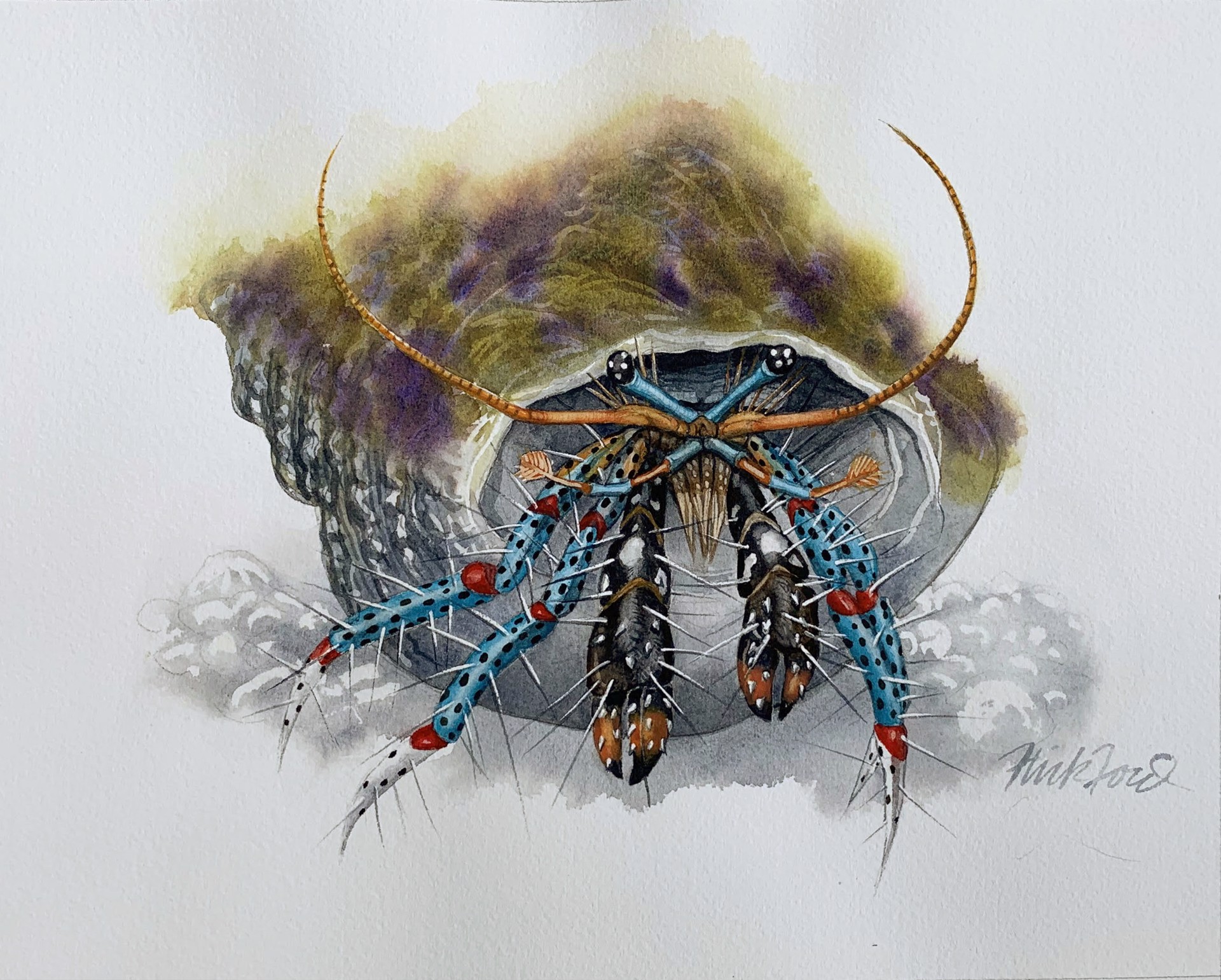 Hermit Crab by Flick Ford