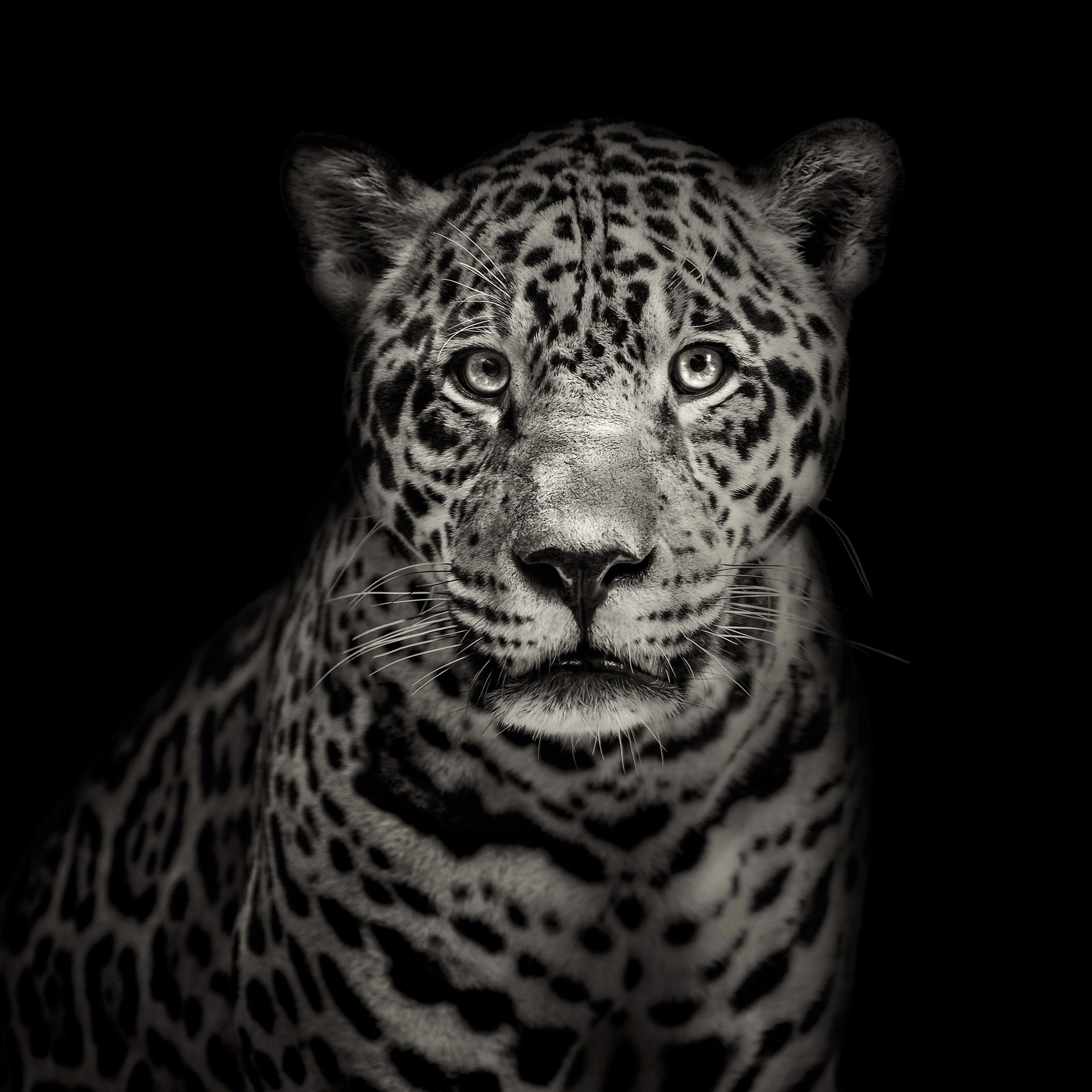 Portrait of a Jaguar by Lauren Chambers