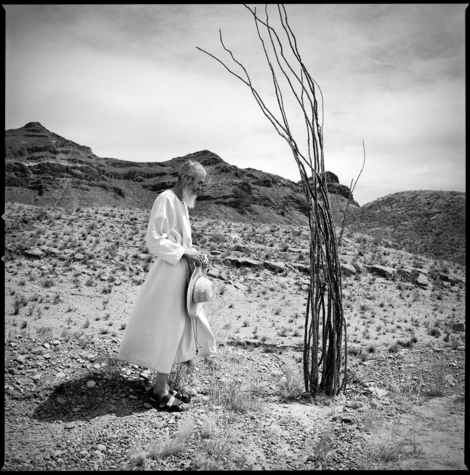 Monk & Ocotillo by Kevin Greenblat