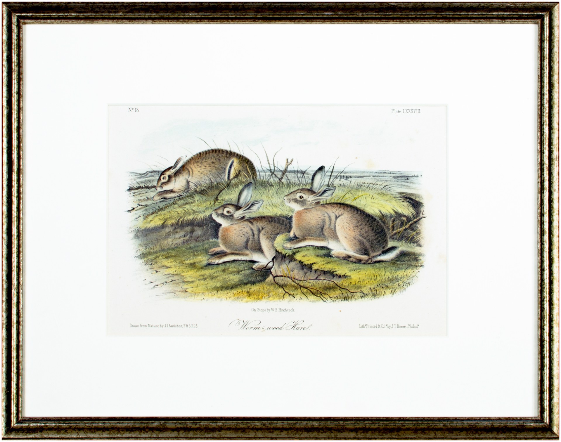 Worm-wood Hare by John James Audubon