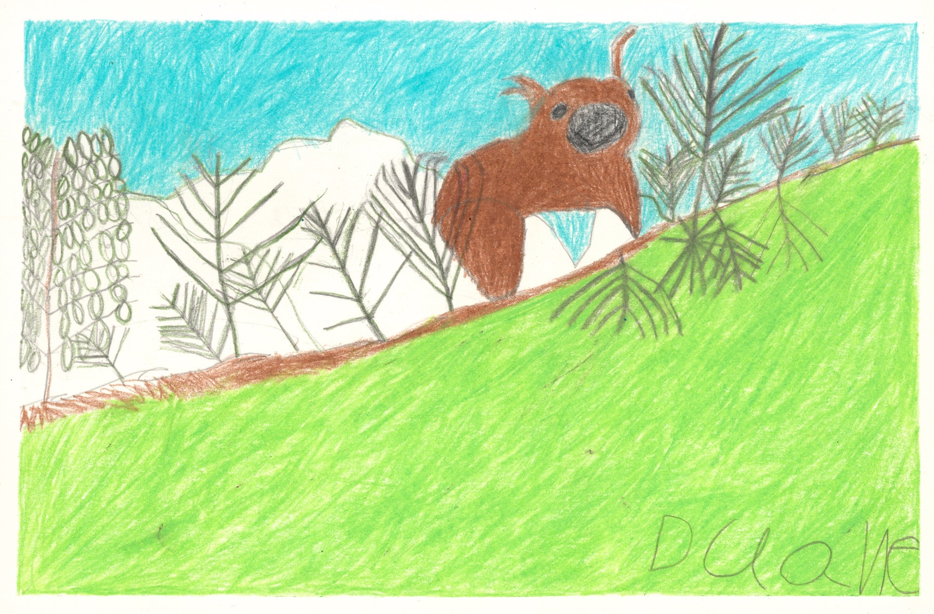 Koala Bear on the Hill by Duane Blacksheare-Staton