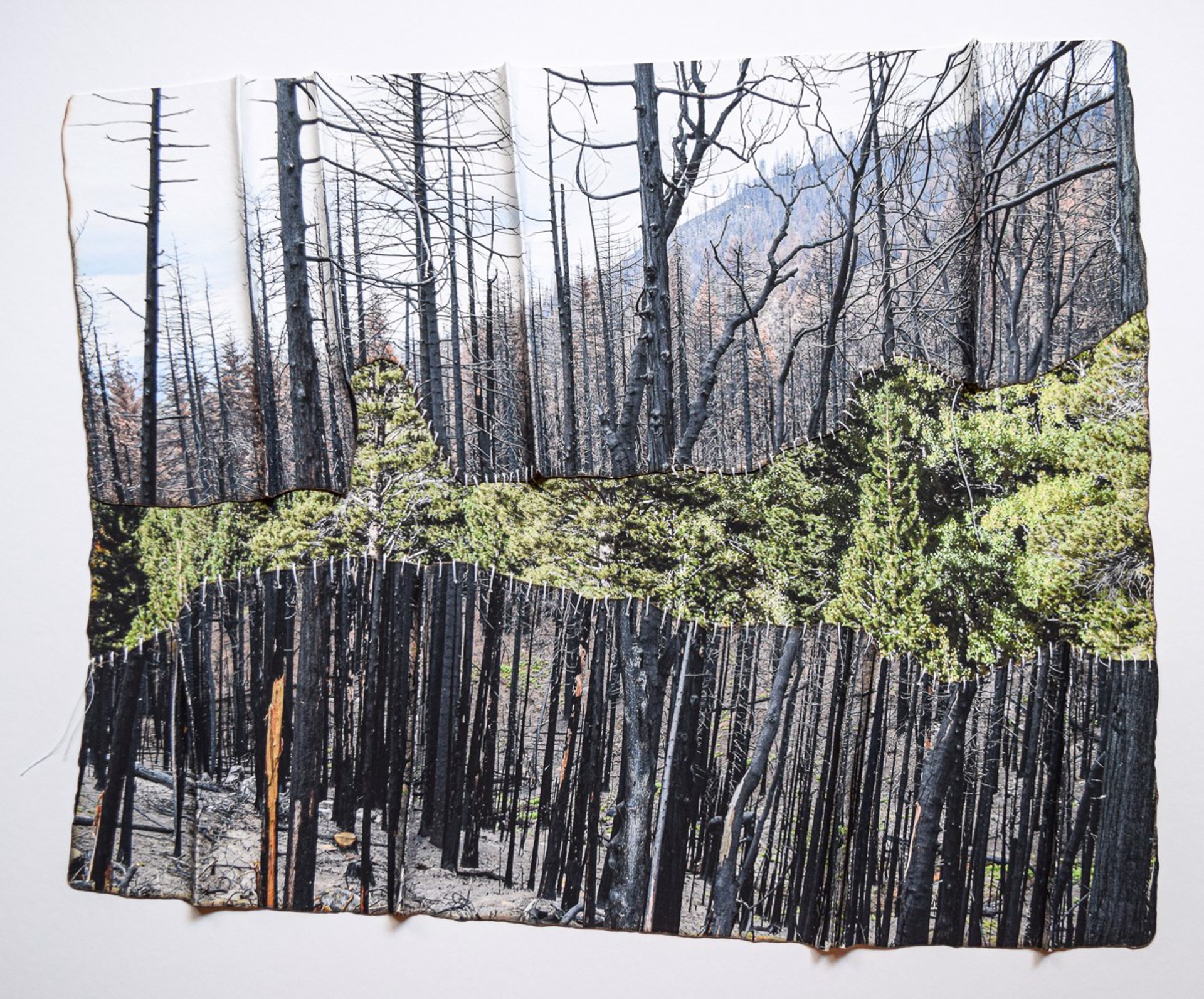 Sierra Burn Scar 2 by Debra Achen