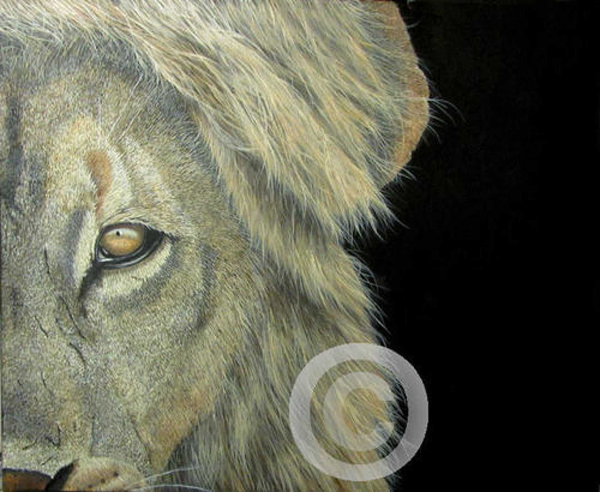 Lion Eye by Peter Bruce
