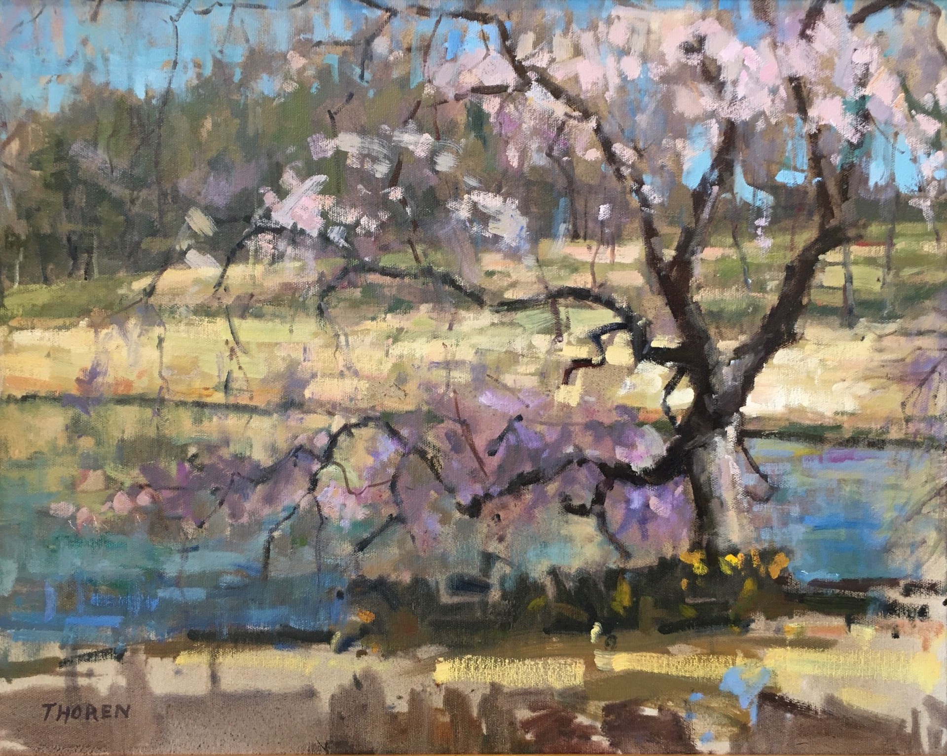 Blooming Cherry Tree by Bob Thoren