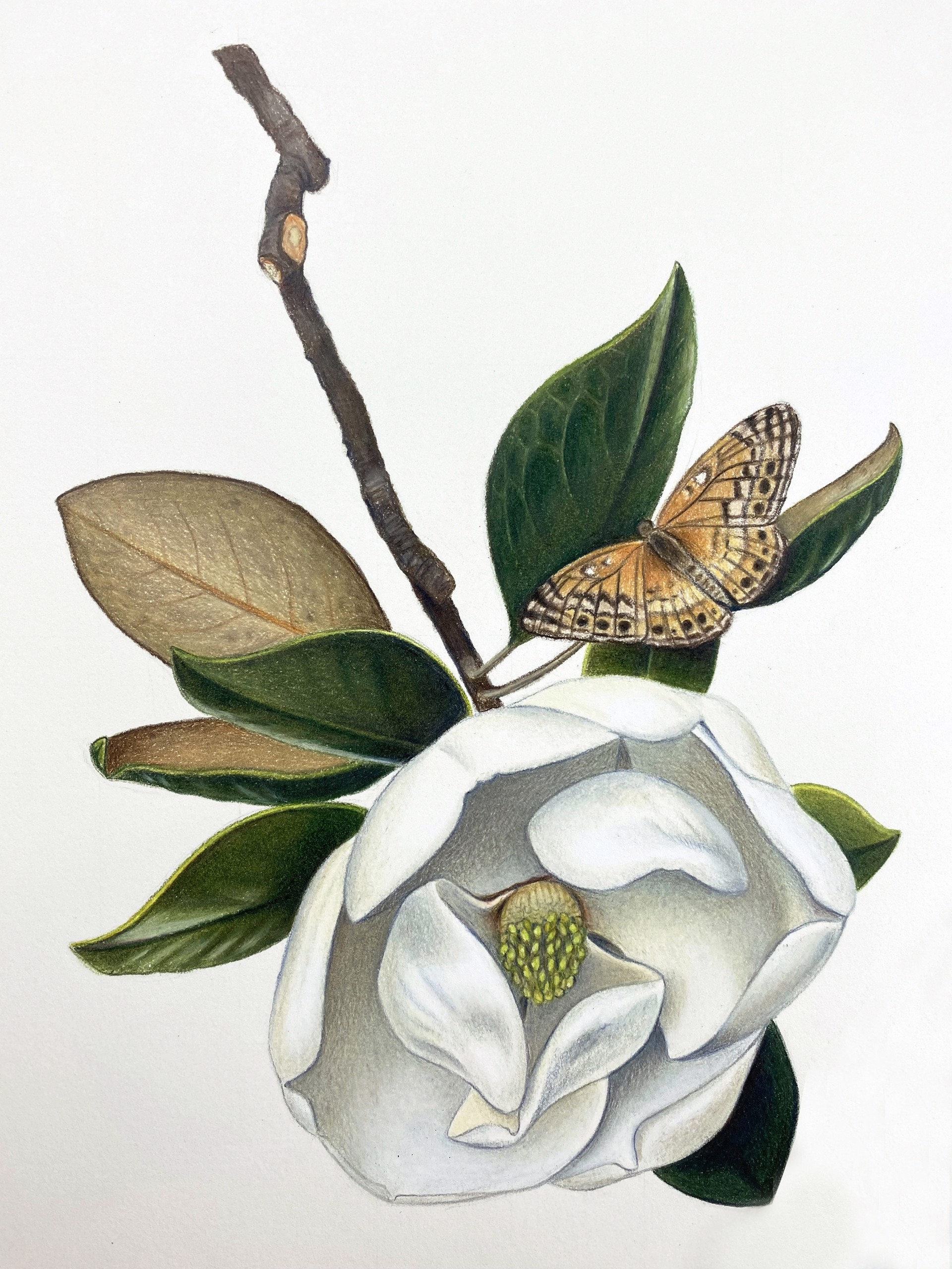 Magnolia Branch with Spangled Fritillary by Hannah Hanlon