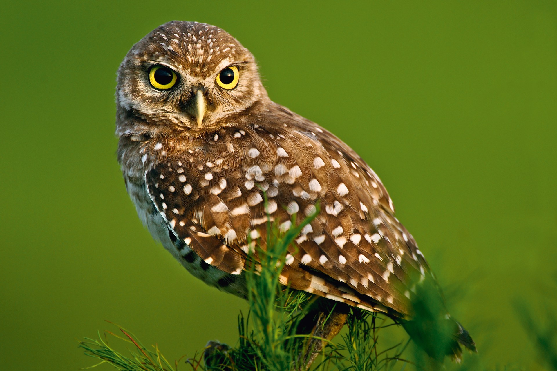 Burrowing Owl by Carlton Ward Photography