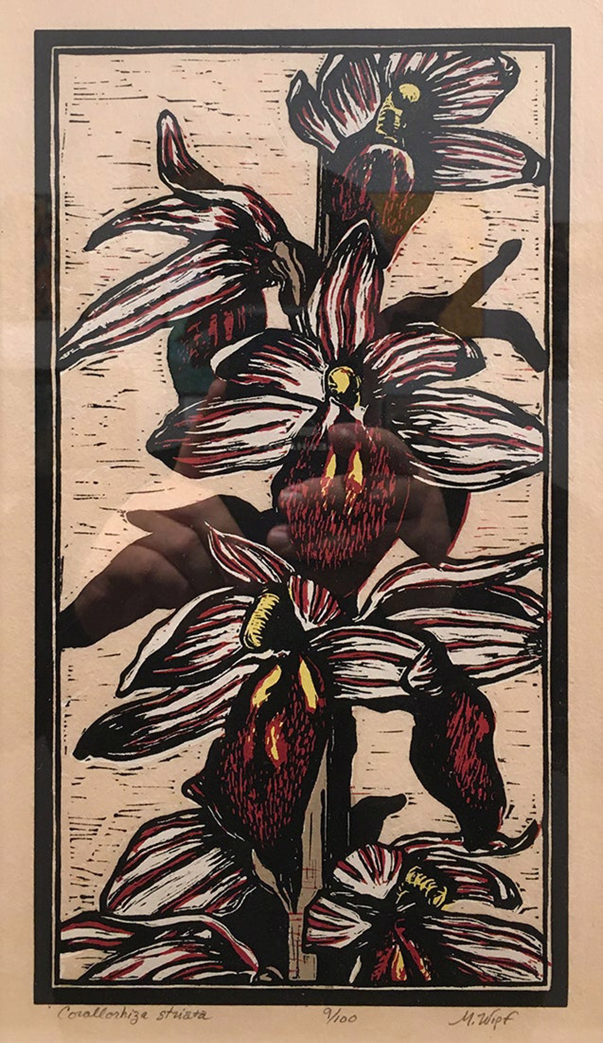 Corallorhiza Striata by Mary Wipf