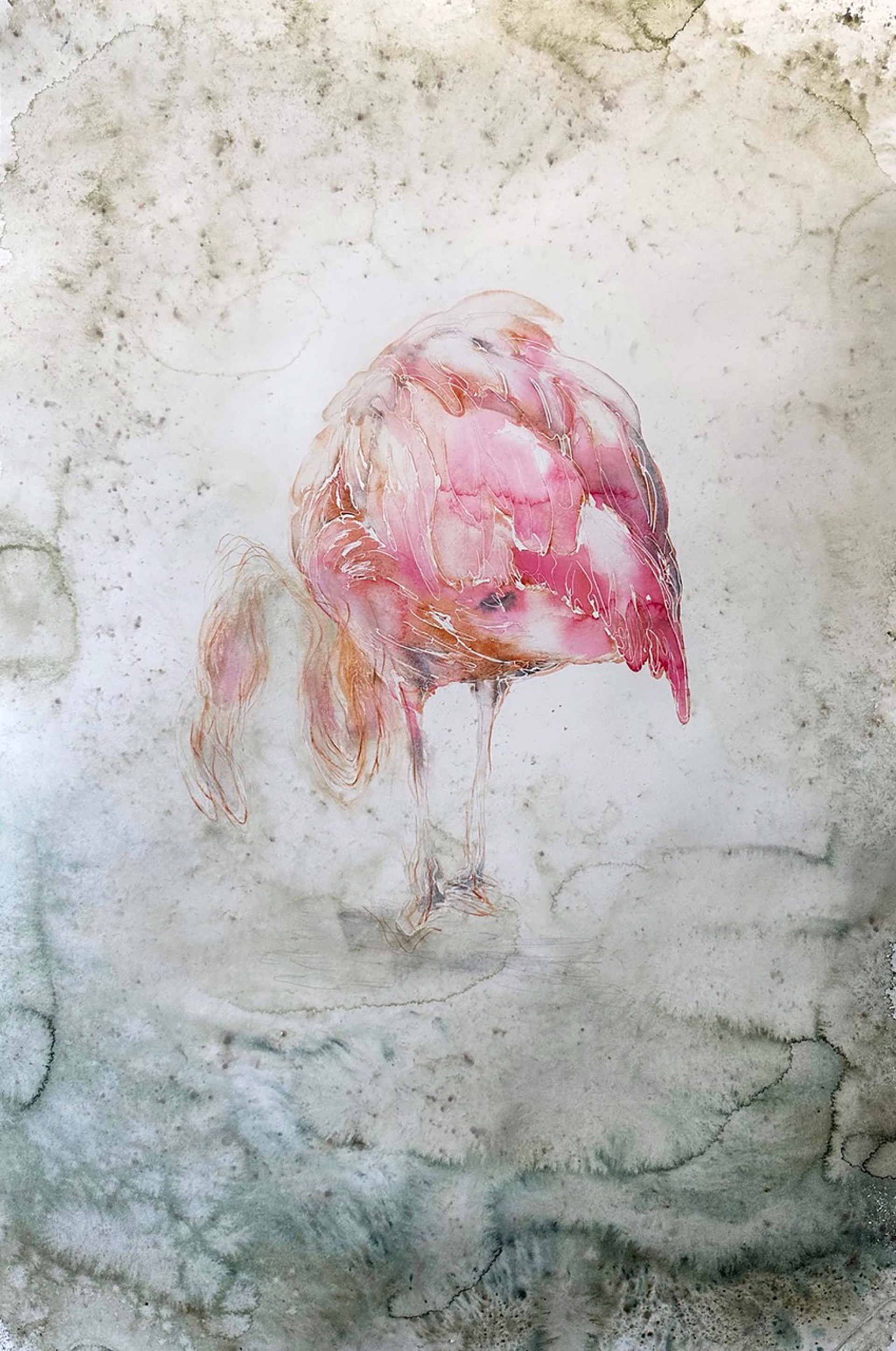 Birds of Florida -  Flamingo 2 by Carol Carter