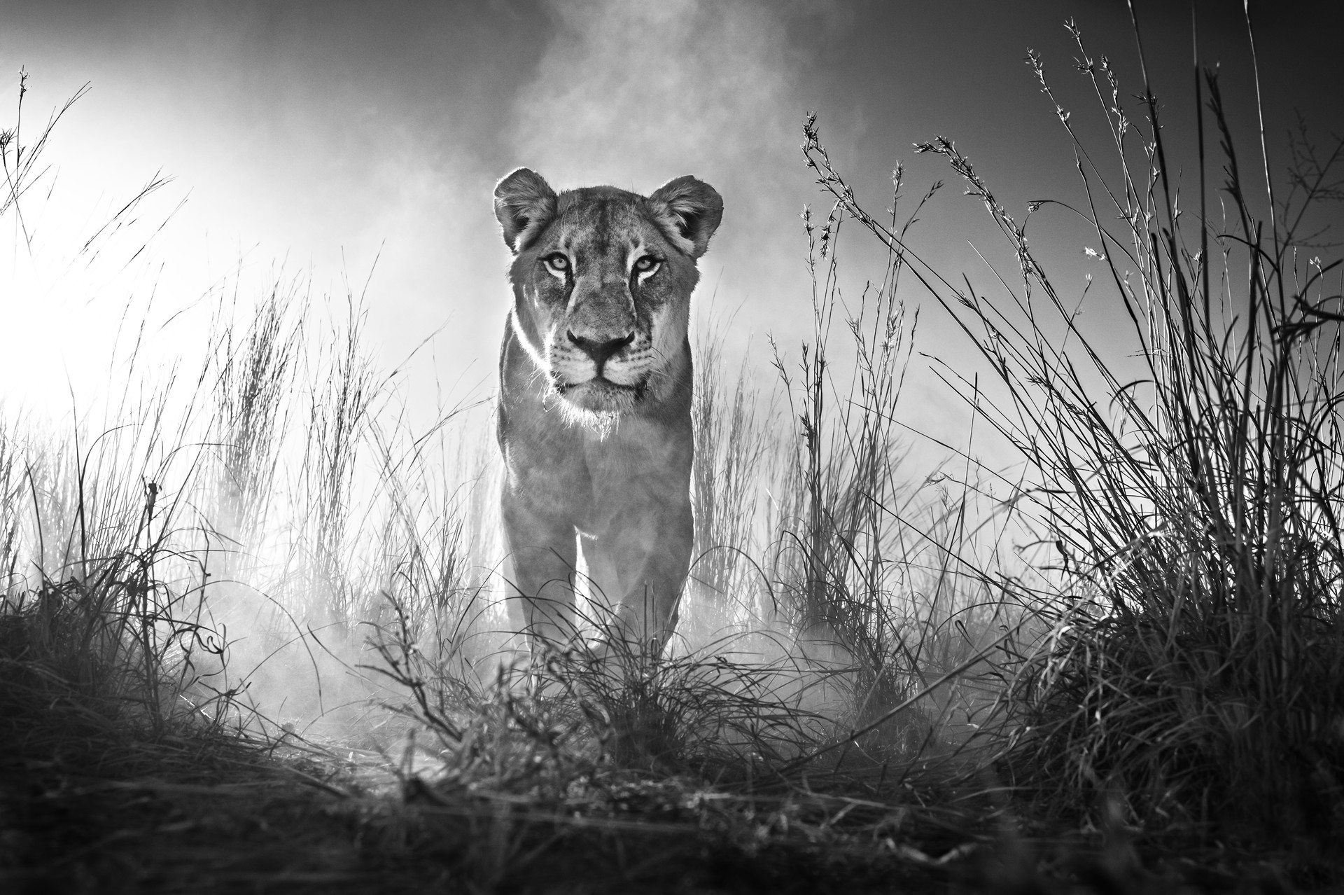 Gladiator by David Yarrow