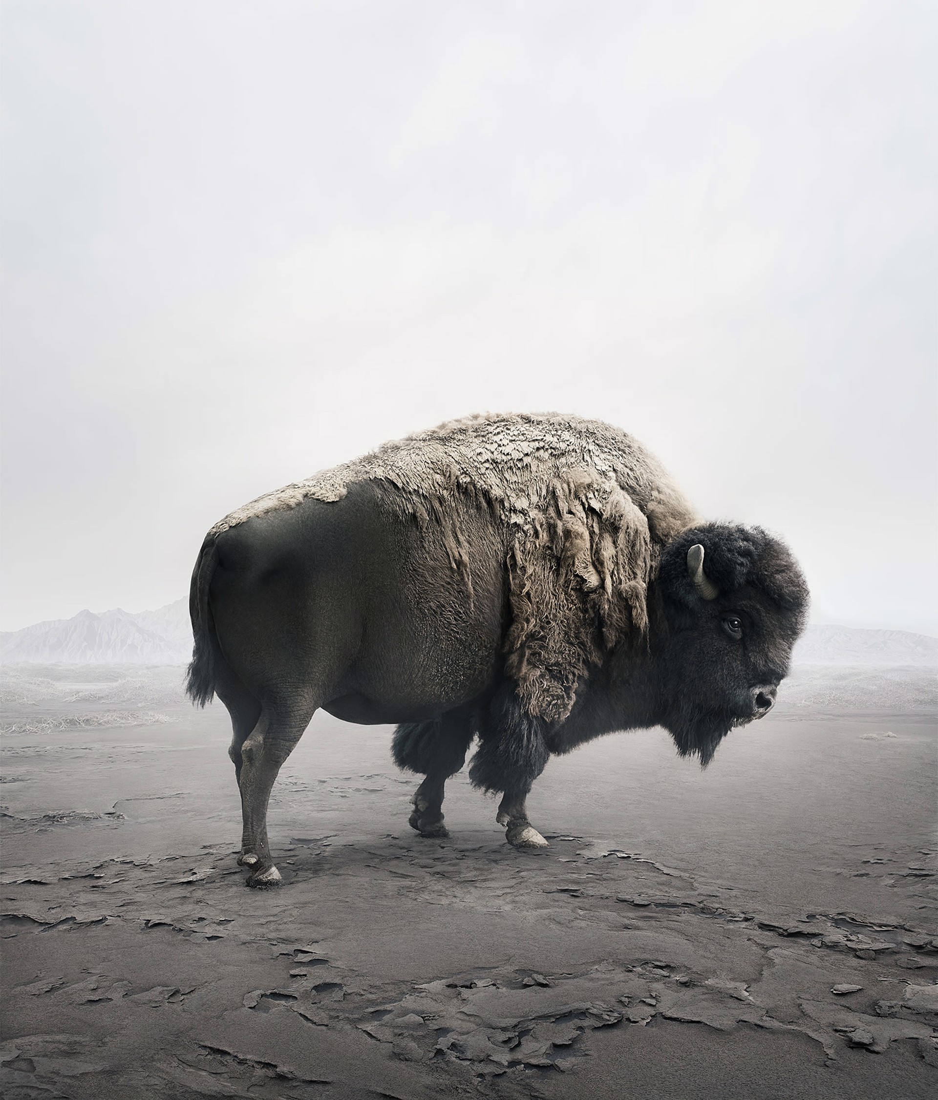 Be Here Bison by Alice Zilberberg