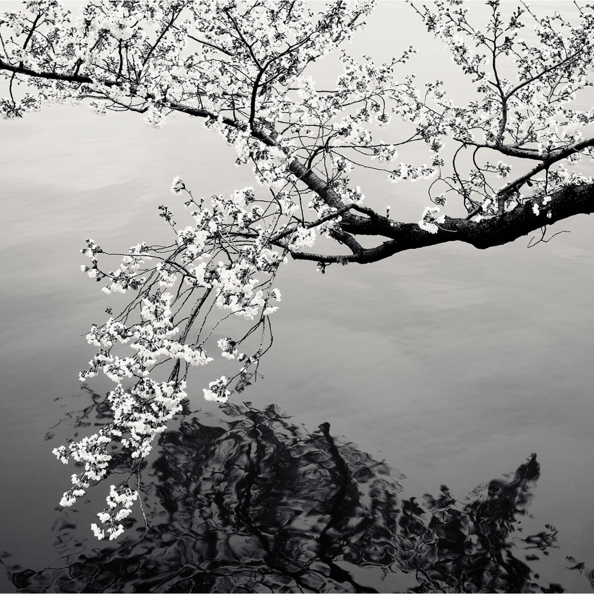 Cherry Blossoms by Josef Hoflehner