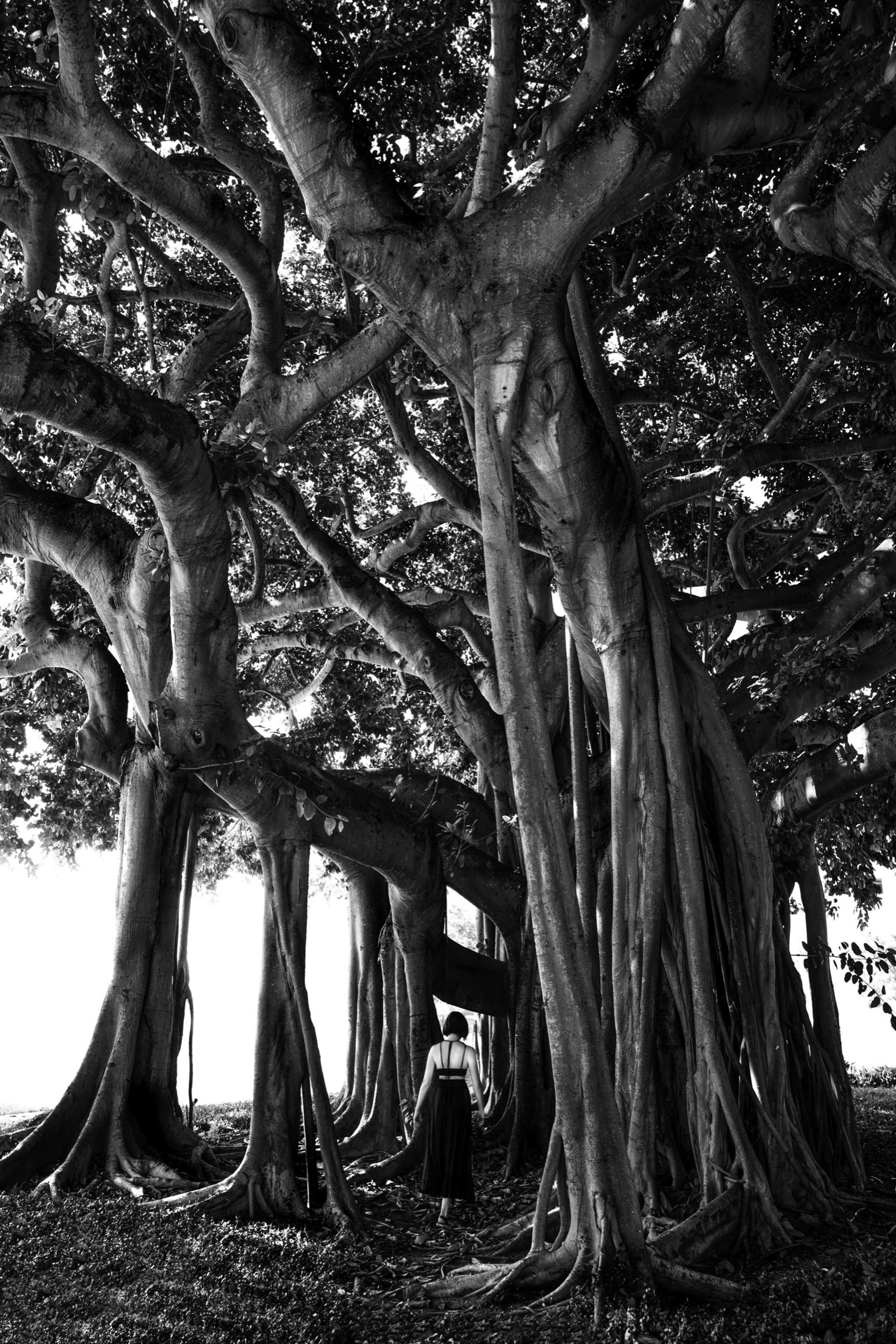 Under the Banyan Tree by Rob Brinson