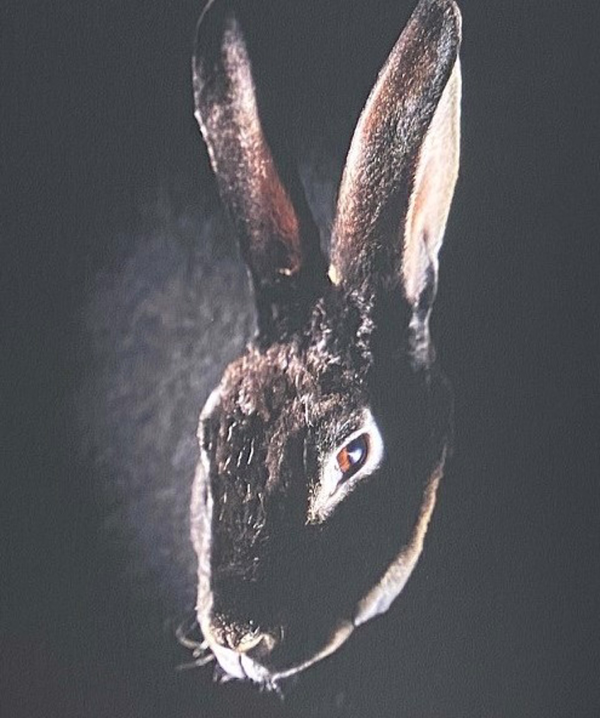 Black Rex Rabbit 810 by Evan Kafka