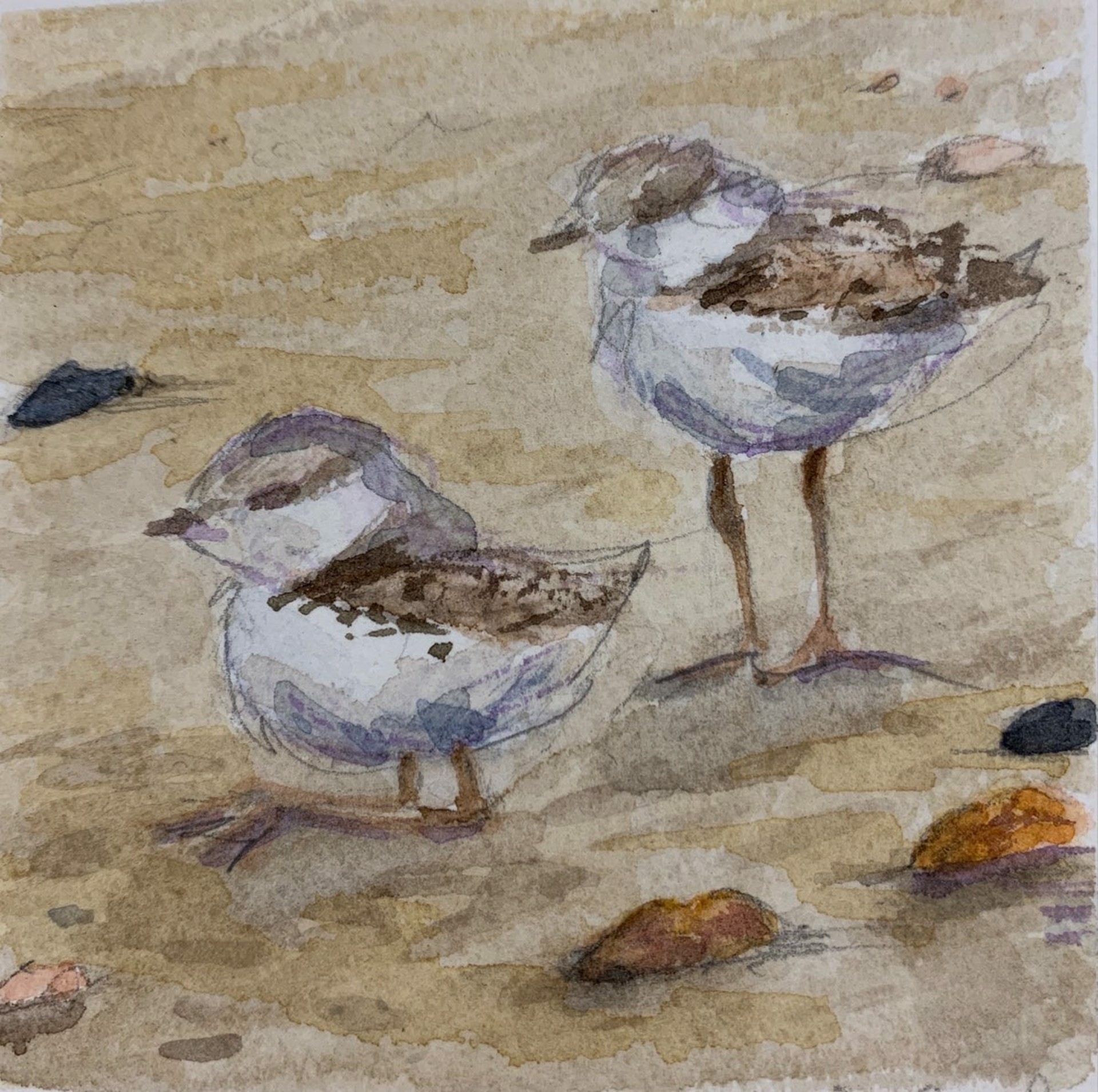 Plover Pair by Allison Charles