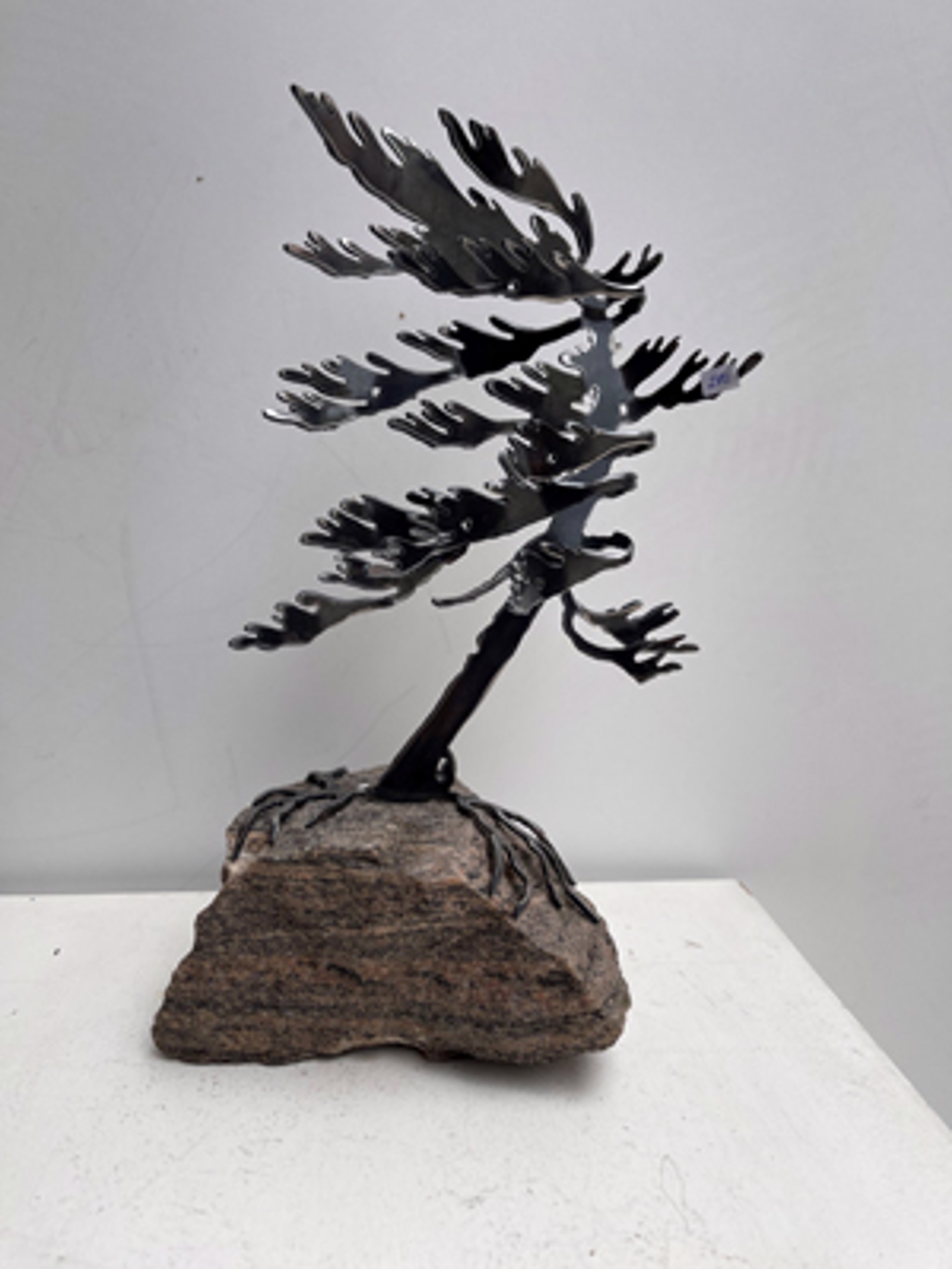 Windswept Pine 660044 by Cathy Mark