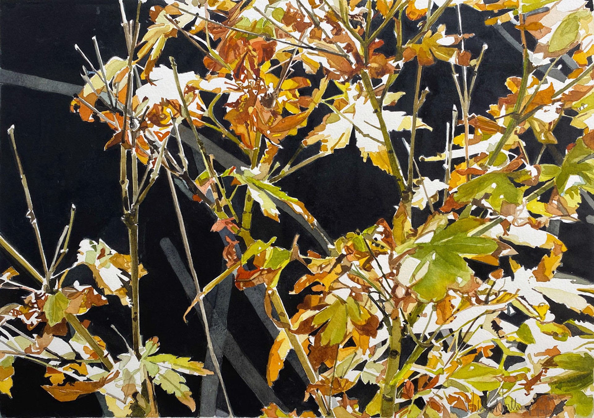Japanese Maple by Wilda Northrop